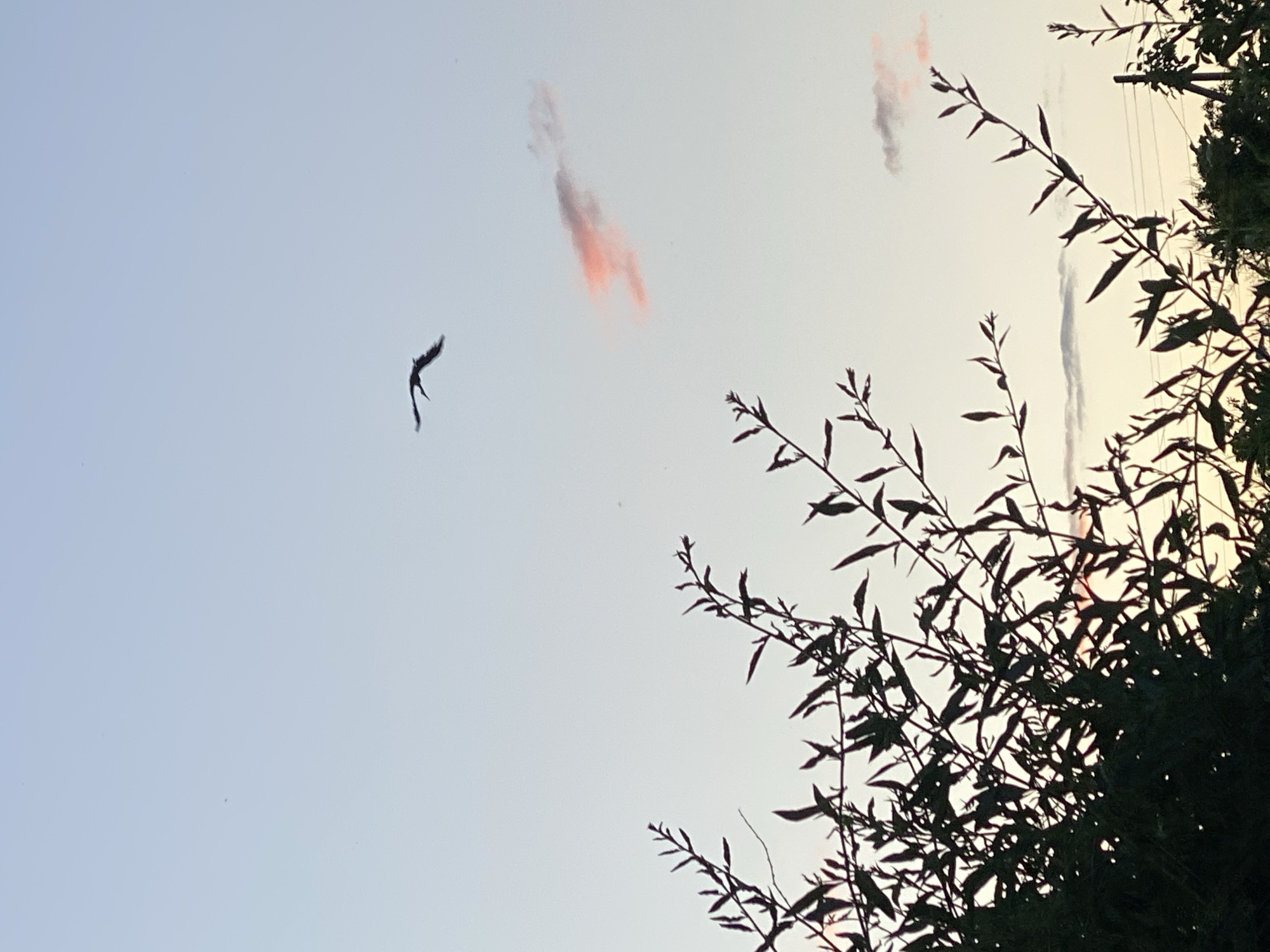 An outdoor, vertical, low-angle shot captures a silhouette of a bird in flight against a pale blue and cream sky. The bird, appearing dark and possibly a heron, is positioned in the upper center, with its wings spread wide. To the right of the bird, a wispy cloud is tinged with pink. In the foreground, the dark silhouettes of tree branches and leaves obscure the lower portion of the image, with a hint of distant trees and utility poles visible at the bottom right. The scene appears to be set during twilight or early dawn. The image was taken in Ustyvytsia, Ukraine.