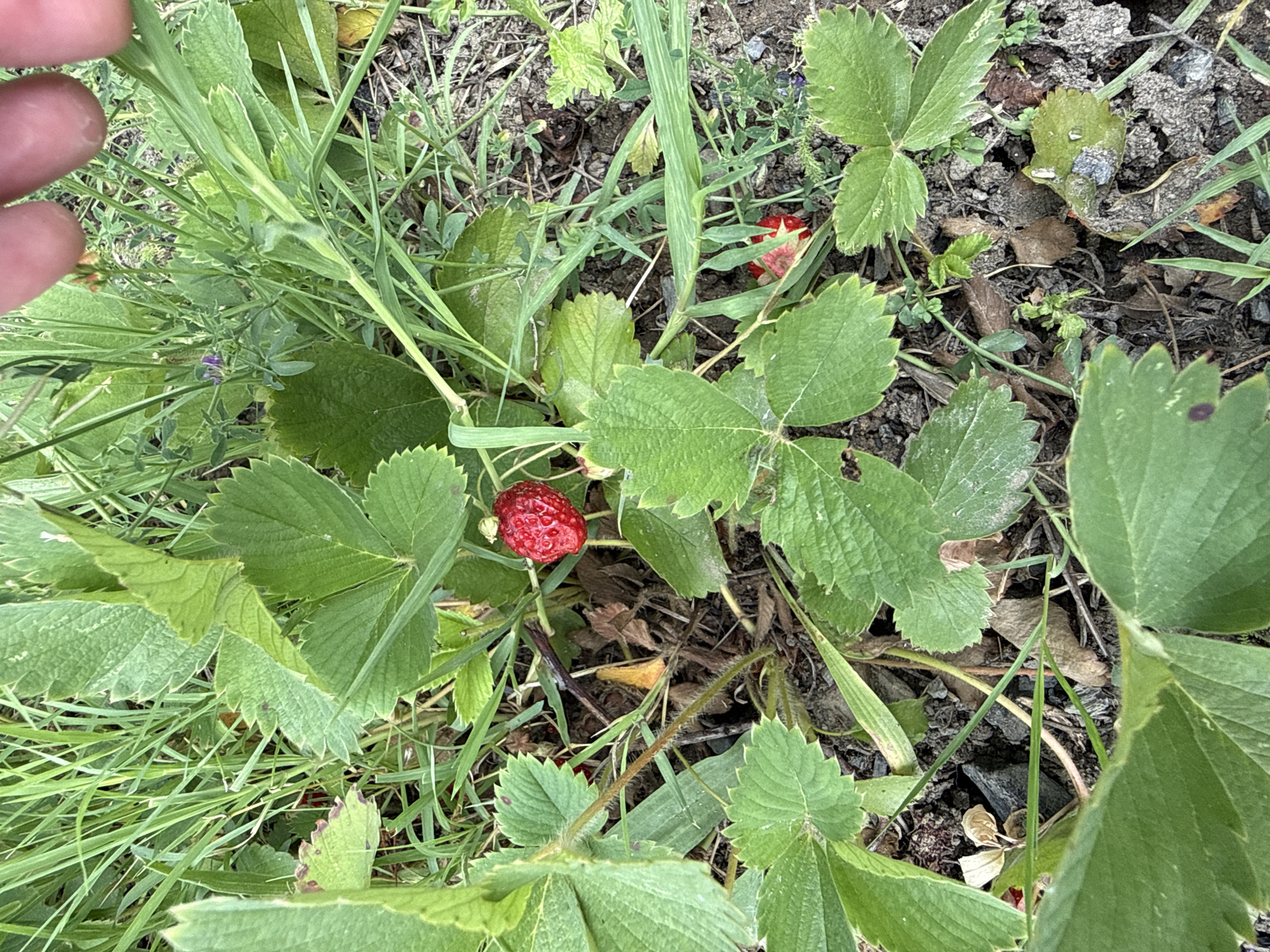 A close-up, eye-level shot captures a single ripe strawberry amidst lush green foliage. The strawberry, a vibrant red, is positioned slightly off-center to the left, nestled among broad, serrated green leaves. The ground beneath is a mix of dark soil, dry leaves, and sparse blades of grass, suggesting an outdoor setting. In the upper right corner, a portion of human fingers, likely the photographer's, enters the frame, indicating a person is present and interacting with the scene. The image is taken in an outdoor environment in Tbilisi, Georgia.