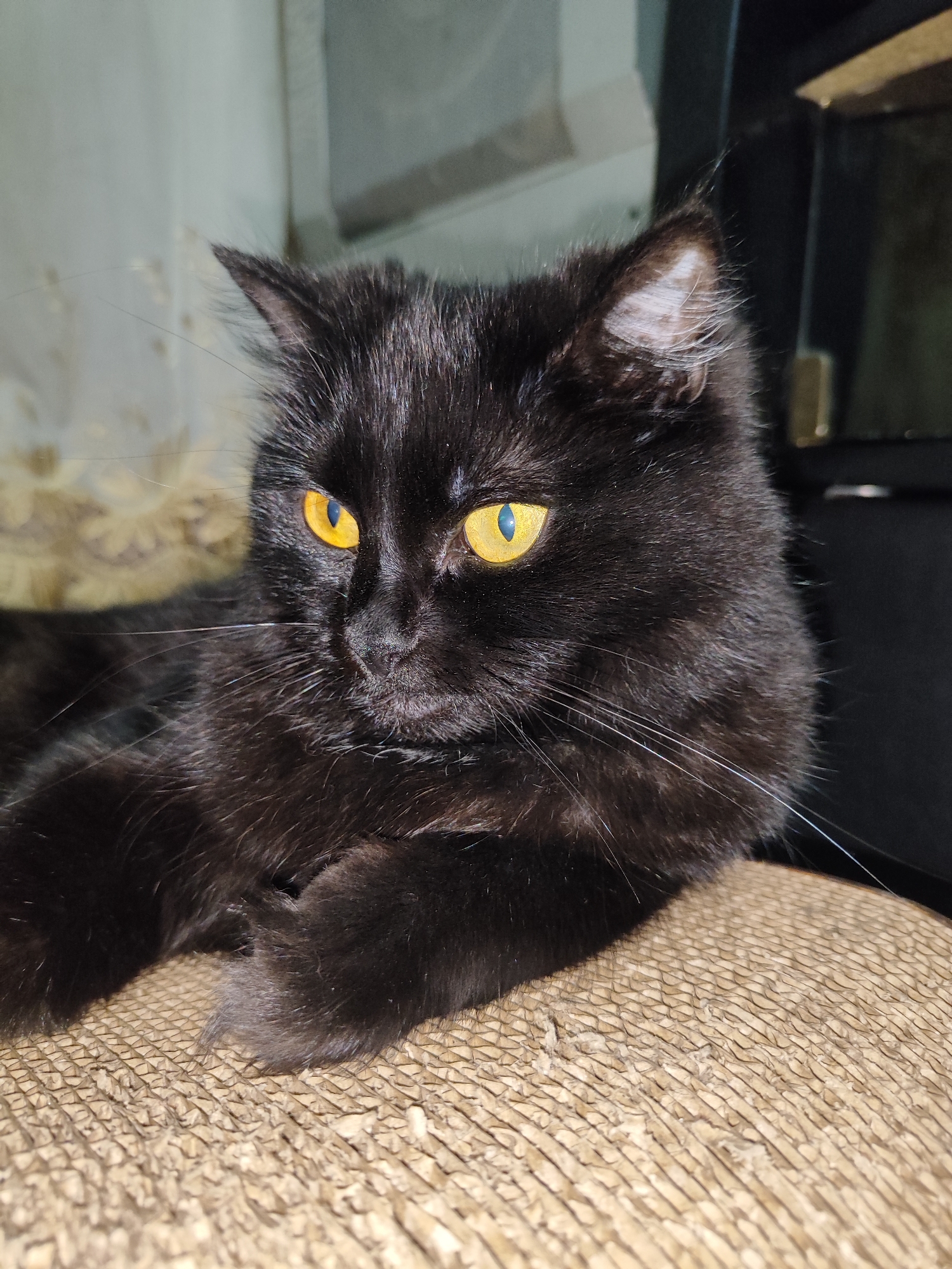 The image shows a close-up of a black cat with bright yellow eyes. The cat is lying down on a textured, beige surface that appears to be a scratching post or a woven mat. The cat's fur is long and fluffy, and its whiskers are prominent. The background is softly blurred, with hints of light-colored walls and darker furniture, suggesting an indoor setting. The lighting appears to be artificial, highlighting the cat's facial features and the texture of its fur and the surface it rests on. The location in Fergana City, Uzbekistan is not discernible from the visual information present in the image.