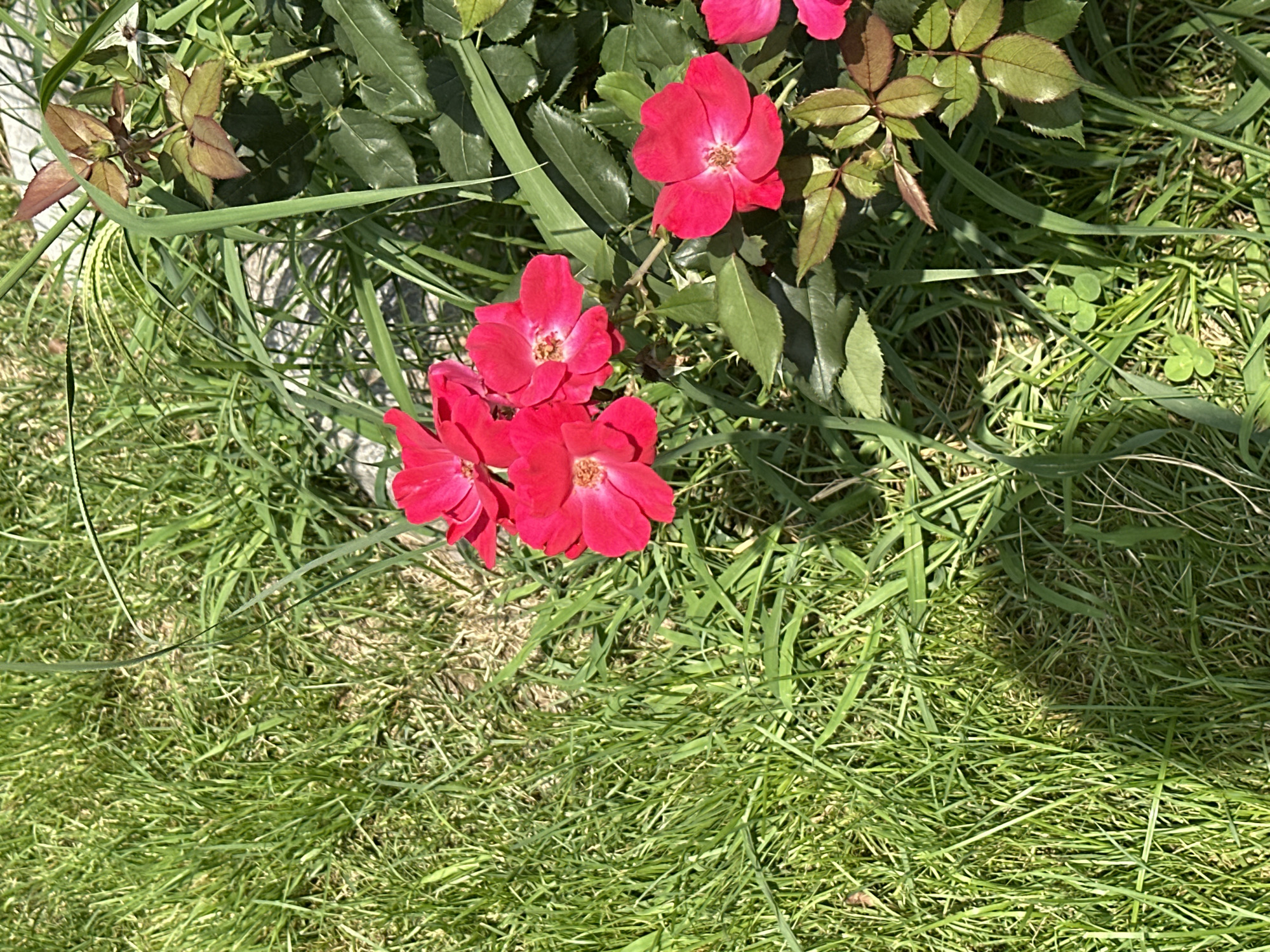 A close-up, eye-level, outdoor shot features a cluster of vibrant red roses in full bloom, situated amongst lush green grass and foliage. The roses, with their delicate petals and visible stamen, are the primary subjects, bathed in bright sunlight. Several blooms are visible, some clustered together and others slightly apart. The surrounding grass is dense and appears recently mowed, with some blades casting shadows. The background is a blur of green, with hints of a light-colored surface, possibly a stone or pathway, peeking through the vegetation. There are no people or animals present in the scene. The image captures a moment of natural beauty in what appears to be a garden or park setting. The presence of clover amongst the grass suggests a park or a less manicured garden area. The weather is sunny and warm, indicative of a pleasant day in Sochi, Russia, where such flora is common during the warmer months.