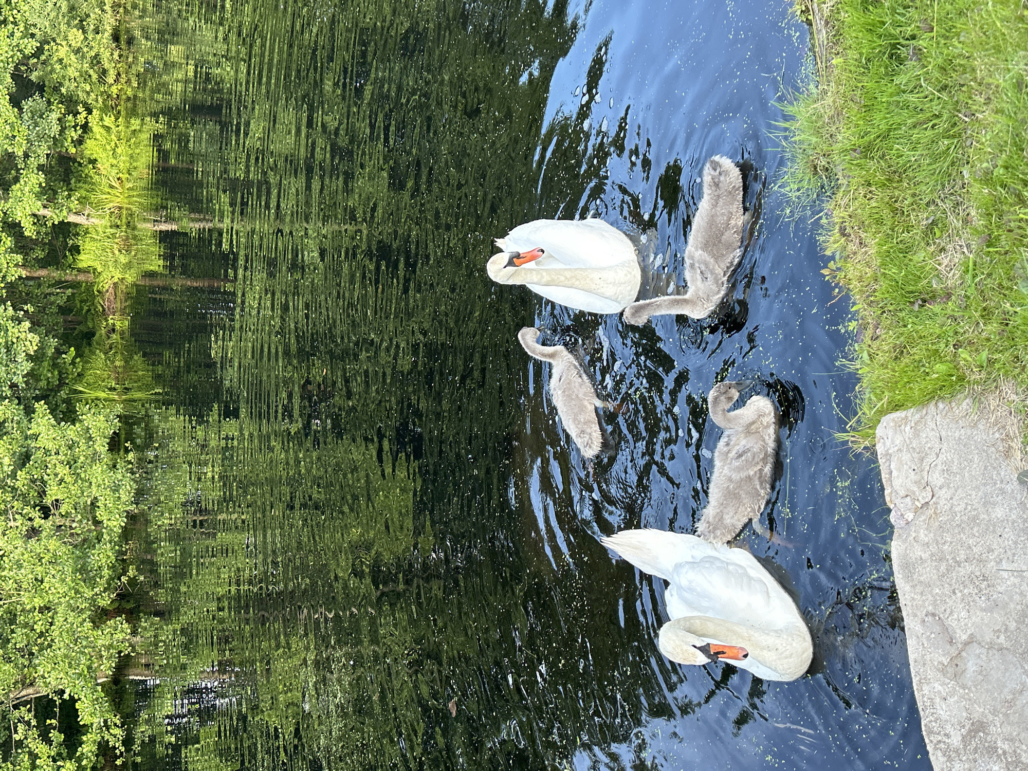 In an outdoor, natural setting, two adult swans and three cygnets swim in dark water. One adult swan is white with an orange beak, while the other adult swan is mostly obscured by a cygnet. The cygnets are grey and fluffy. The water is surrounded by dense green foliage on the left and lush green grass and a concrete edge on the right. The scene appears to be a pond or lake.