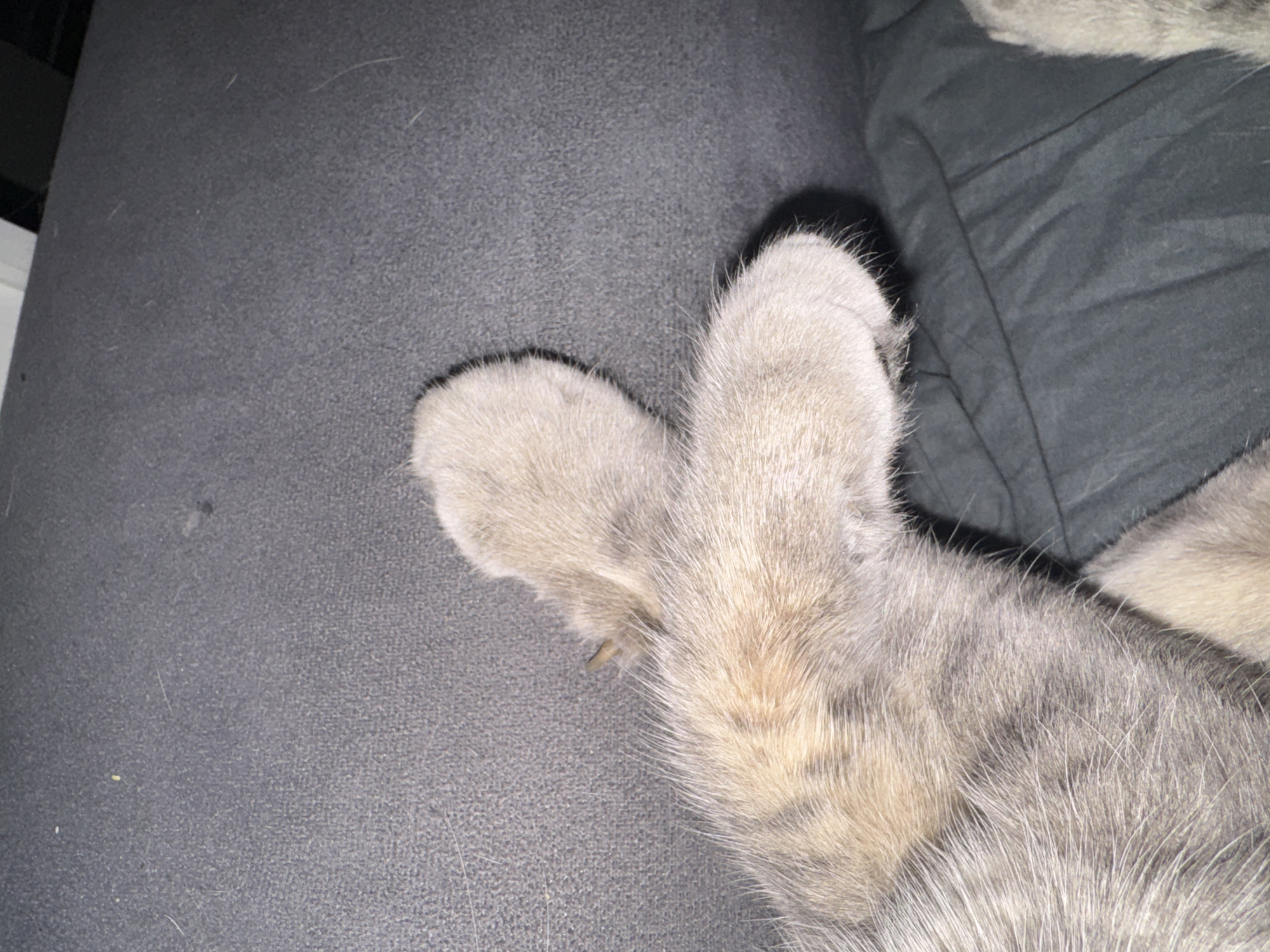 The image shows a cat's paw resting on a dark grey fabric surface, possibly a sofa or cushion. The paw is light grey in color with short, dense fur. One claw is slightly visible extending from the paw. In the background, a dark grey quilted fabric is also visible. The location is Unknown, Unknown.