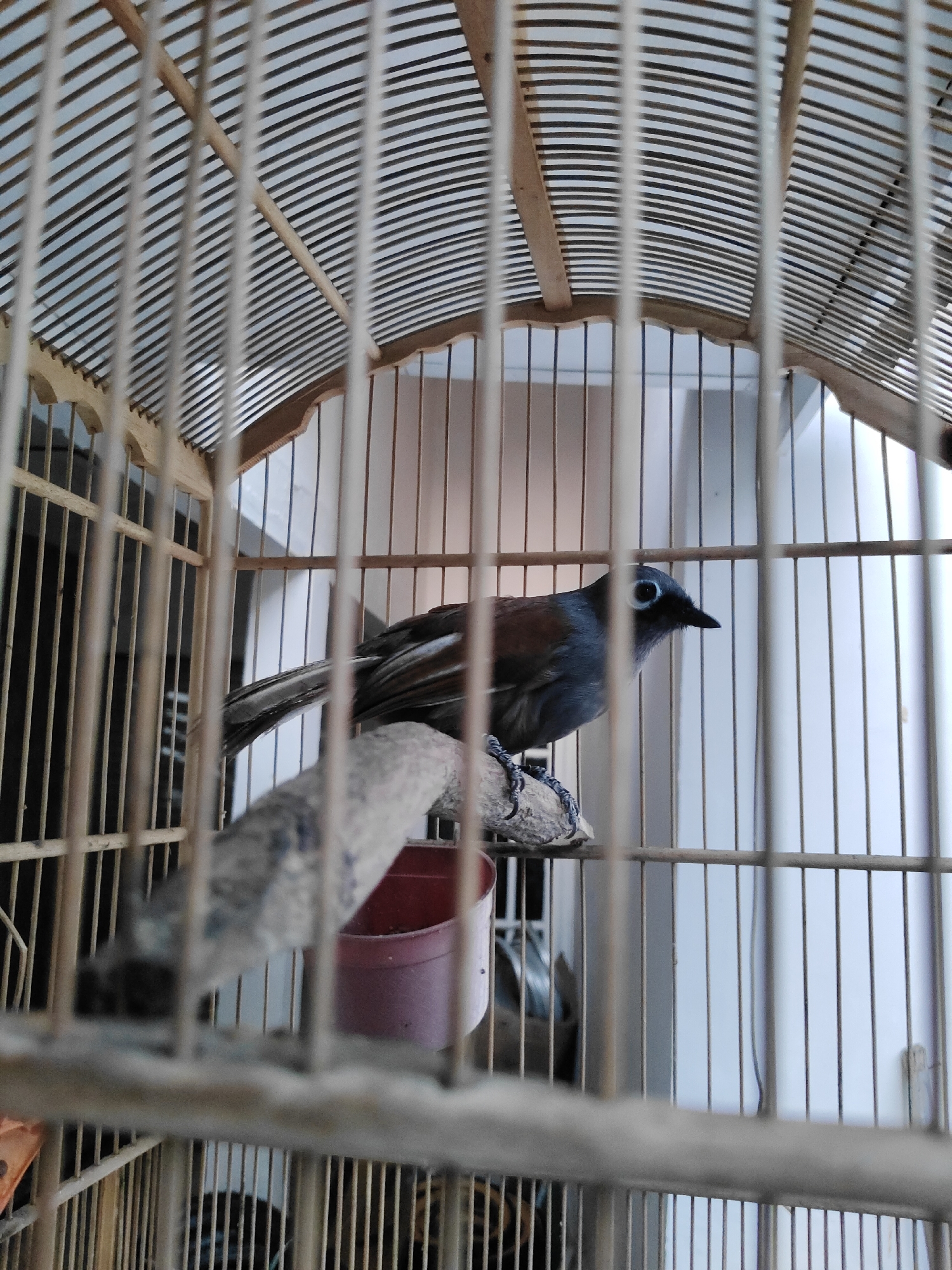 A small, dark-colored bird with a white eye-ring is perched on a branch inside a wooden birdcage. The bird is facing to the right, and its wings are partially folded. A small red feeding cup is attached to the branch. The birdcage appears to be made of bamboo and has a domed top. The background is blurred but suggests an indoor setting with vertical blinds. The image is taken from a close-up perspective, with the birdcage bars prominently in the foreground, obscuring some details of the bird and its surroundings. The scene is consistent with a pet bird in a domestic environment, likely in a city like Surabaya, Indonesia, where keeping songbirds is a common practice.