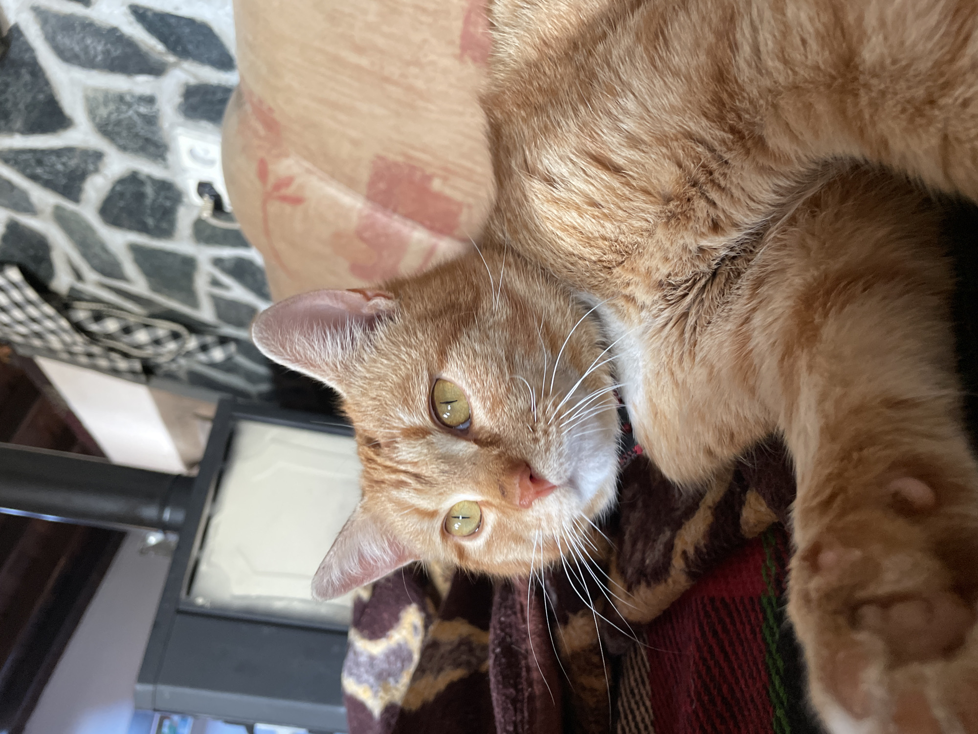 An eye-level, indoor close-up shot depicts an orange tabby cat lounging on a patterned blanket. The cat's head is positioned toward the bottom of the frame with the body extending upward and to the right. The cat gazes directly at the viewer with golden-green eyes. The background includes a heating element. The location is not determinable from the image.
