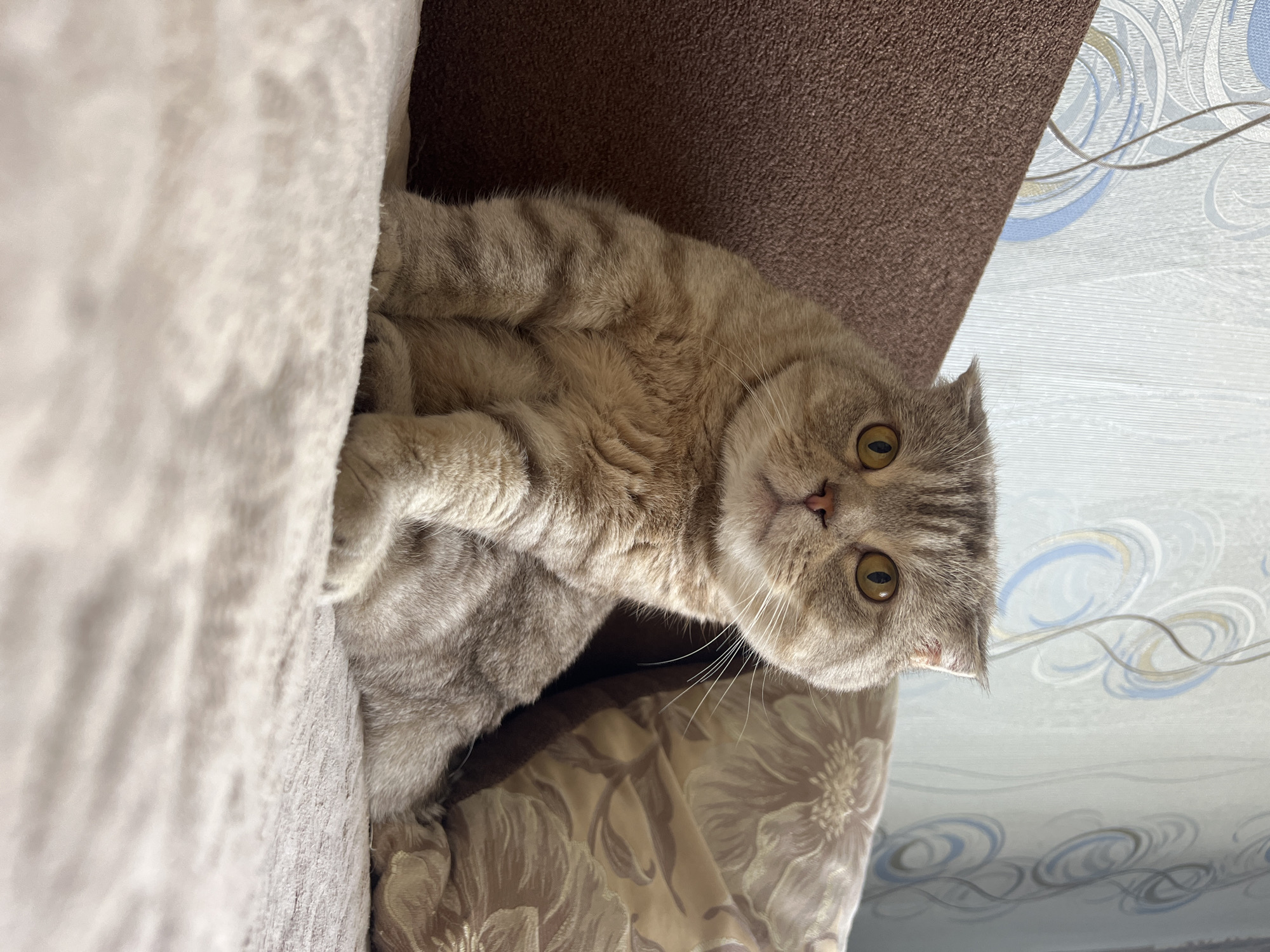 A light gray tabby Scottish Fold cat with golden eyes is peeking out from between a light beige sofa cushion and a dark brown sofa back in an indoor setting. The cat is looking directly at the camera with a curious expression. The background includes a floral patterned fabric and a blue and white patterned wall. The location is Chaikovsky, Russia.