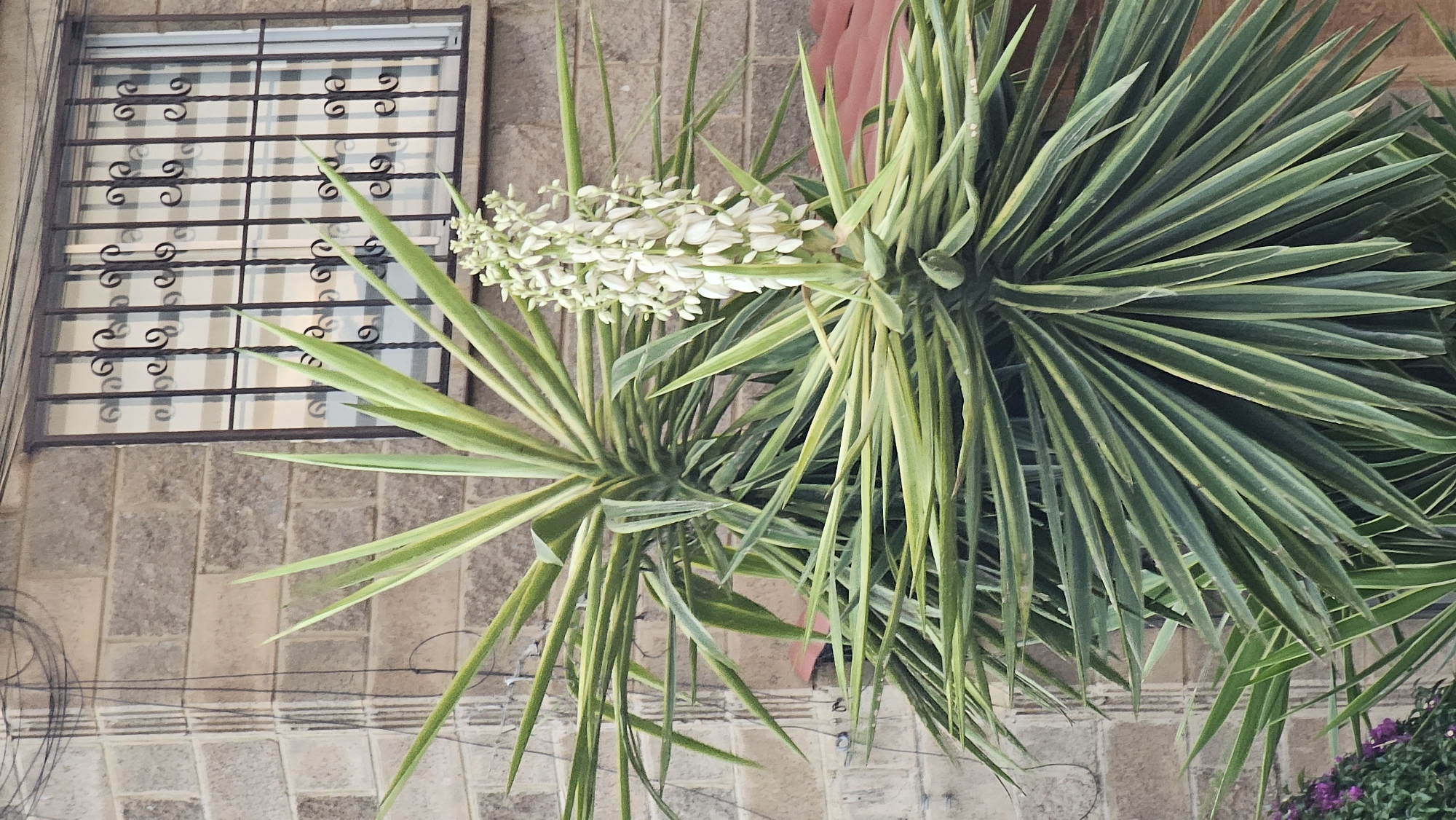 This image depicts a variegated Yucca plant in bloom, situated against a brick building in San Bernardino Tlaxcalancingo, Mexico. The plant occupies the majority of the frame, showcasing numerous stiff, sword-shaped leaves with green centers and pale yellow-cream margins. A single, prominent, erect inflorescence of tightly clustered white, bell-shaped flowers rises vertically from the upper-right rosette of the plant. The background features a building constructed from light brown or beige bricks with visible mortar lines. In the upper right quadrant, a rectangular window with a dark frame is visible, secured by a decorative, dark-colored wrought iron grille featuring vertical bars intersected by scroll-like ornamental elements. Through the window, a light-colored, vertically striped curtain or blind is discernible. In the upper left, multiple dark-colored wires, consistent with electrical or communication cables, are affixed to the brick wall. A small portion of a reddish-brown roofline or awning is visible behind the Yucca in the mid-ground. The lower left corner of the image reveals a small cluster of green foliage interspersed with small purple flowers, partially obscured by the larger Yucca leaves. No individuals are present in the scene.