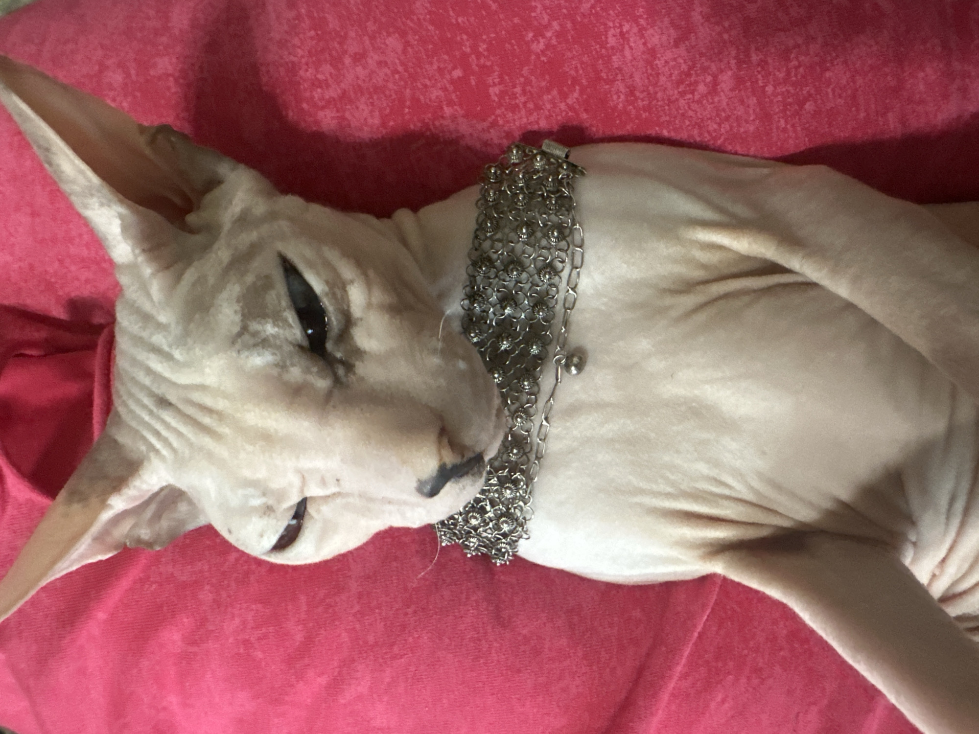 A pale Sphynx cat, adorned with a silver chain necklace, lies on a vibrant pink blanket. The cat's large, pointed ears are prominent, and its wrinkled skin is visible. The chain necklace is intricate, made of interlocking elements that resemble small flowers, with a small spherical charm attached to one of the links. The cat's dark eyes are half-closed, giving it a relaxed or perhaps drowsy appearance. The lighting suggests an indoor setting, and the pink blanket provides a soft, textured backdrop. No text is visible in the image. The overall scene is still and intimate, focusing on the unique appearance of the cat and its decorative accessory.
