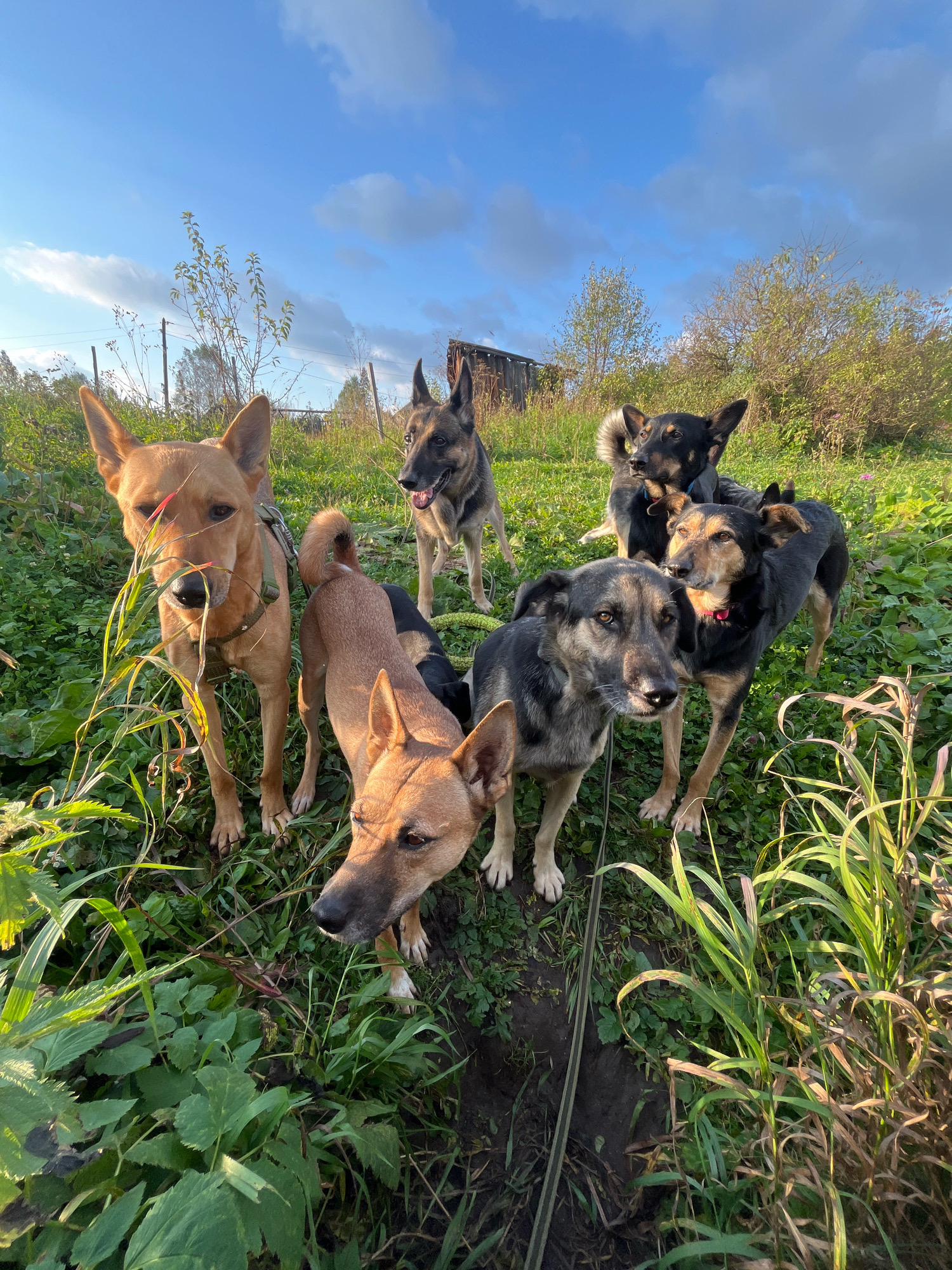 This image captures a group of six dogs in an outdoor, rural setting. The dogs appear to be a mix of breeds, with varying coat colors and patterns, including tan, black, and gray. They are standing and looking in various directions, with some appearing curious and attentive. The environment consists of lush green grass and foliage, with some dried vegetation and a few trees in the background. A dilapidated wooden structure, possibly a shed or barn, is visible behind the dogs. The sky is blue with scattered white clouds, indicating daylight. There are no humans or any specific urban features present that would definitively place this scene in Nizhny Tagil, Russia. The lighting suggests it is either morning or late afternoon.