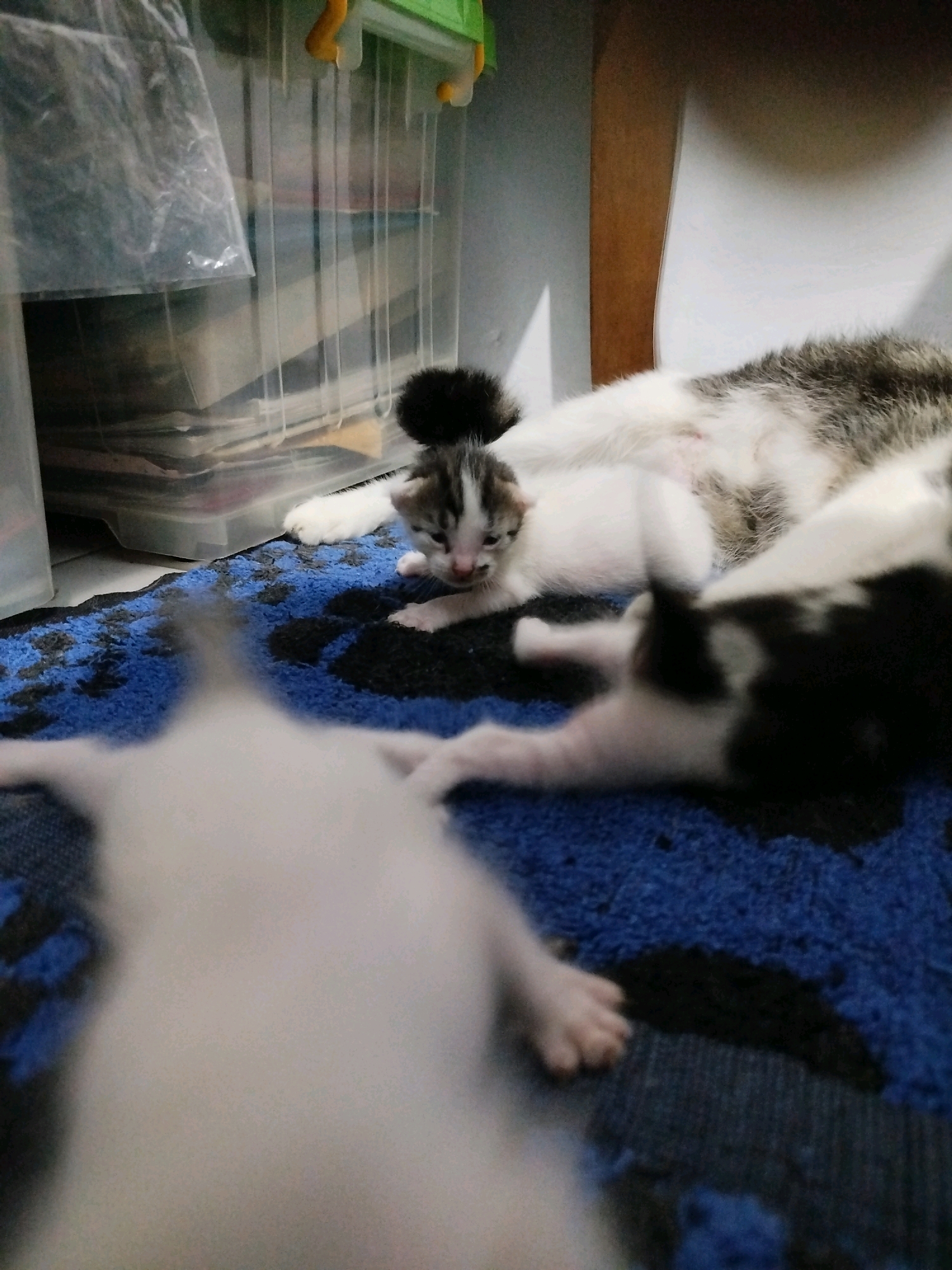 The image captures a domestic scene with a mother cat and her kittens resting on a blue rug. The mother cat, predominantly white with grey tabby markings, is partially visible, appearing to be lying down. Several kittens are present. One kitten, with grey and white markings, is positioned in the center of the frame, looking towards the viewer. Another kitten, black and white, is lying down to the right. A third, mostly white kitten, is out of focus in the foreground, with its paw visible. The background shows a clear plastic storage container filled with various items, suggesting an indoor environment. The overall atmosphere is one of quiet repose. The image is taken in Depok, Indonesia.