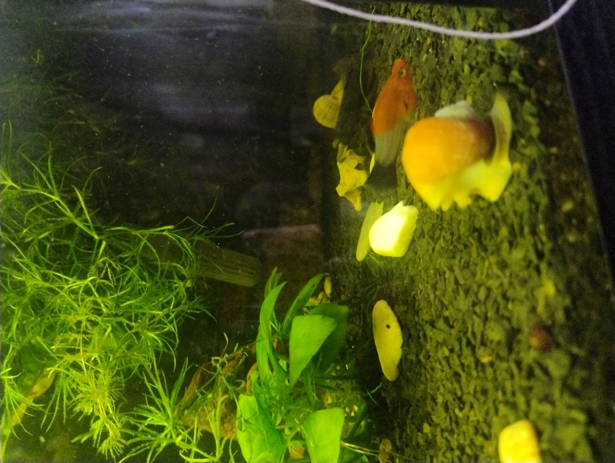 This is an underwater shot of an aquarium. In the foreground, there is a bright yellow snail moving across the gravel substrate. To the right of the snail, a reddish-orange and grey fish with a black tail swims. In the mid-ground, there are several pieces of yellow food on the gravel, as well as some green aquatic plants. In the background, more aquatic plants are visible, with the lighting creating a dark, hazy effect. The image is taken from a slightly elevated perspective looking down into the tank. The location of this aquarium in Kropyvnytskyi, Ukraine, is not discernible from the image itself.