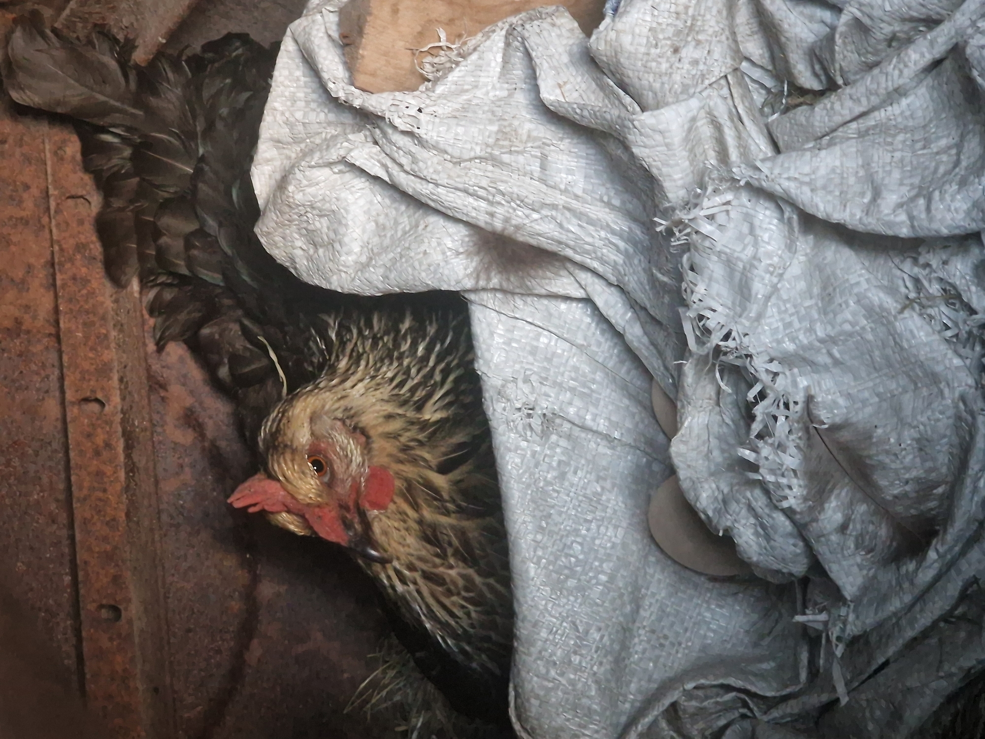 A chicken is nestled in a nest made of straw and white fabric in a coop in Kursavka, Russia. The chicken is brown and white with a red comb and wattle. It is partially obscured by the fabric. The background is dark and appears to be part of the coop's structure, possibly made of wood and metal. The image is taken from a close-up perspective, focusing on the chicken and its immediate surroundings.