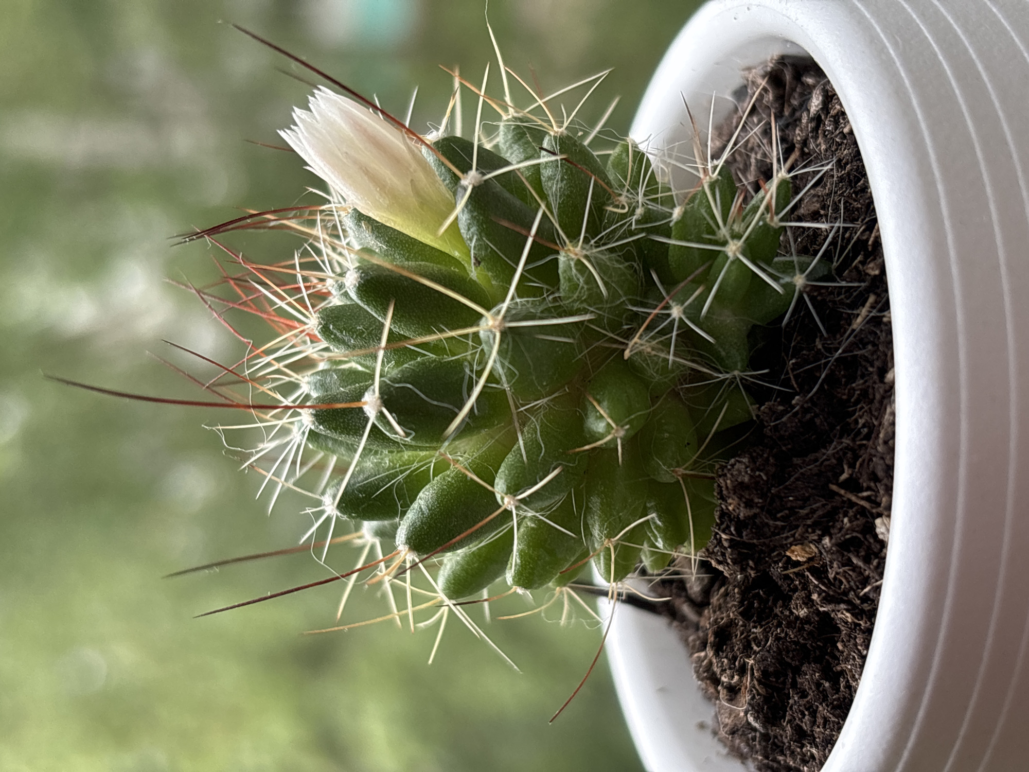 A close-up, eye-level, outdoor, daylight shot captures a small, green, spherical cactus in a white, ribbed pot. The cactus has numerous, sharp, white and reddish-brown spines and a single, pale yellow, unopened flower bud emerging from its upper side. The soil in the pot is dark brown and appears dry. The background is a soft, blurred green, suggesting foliage or a garden setting, which could be indicative of a location in Chaikovsky, Russia, given the geographical context of the query. No people or actions are depicted.