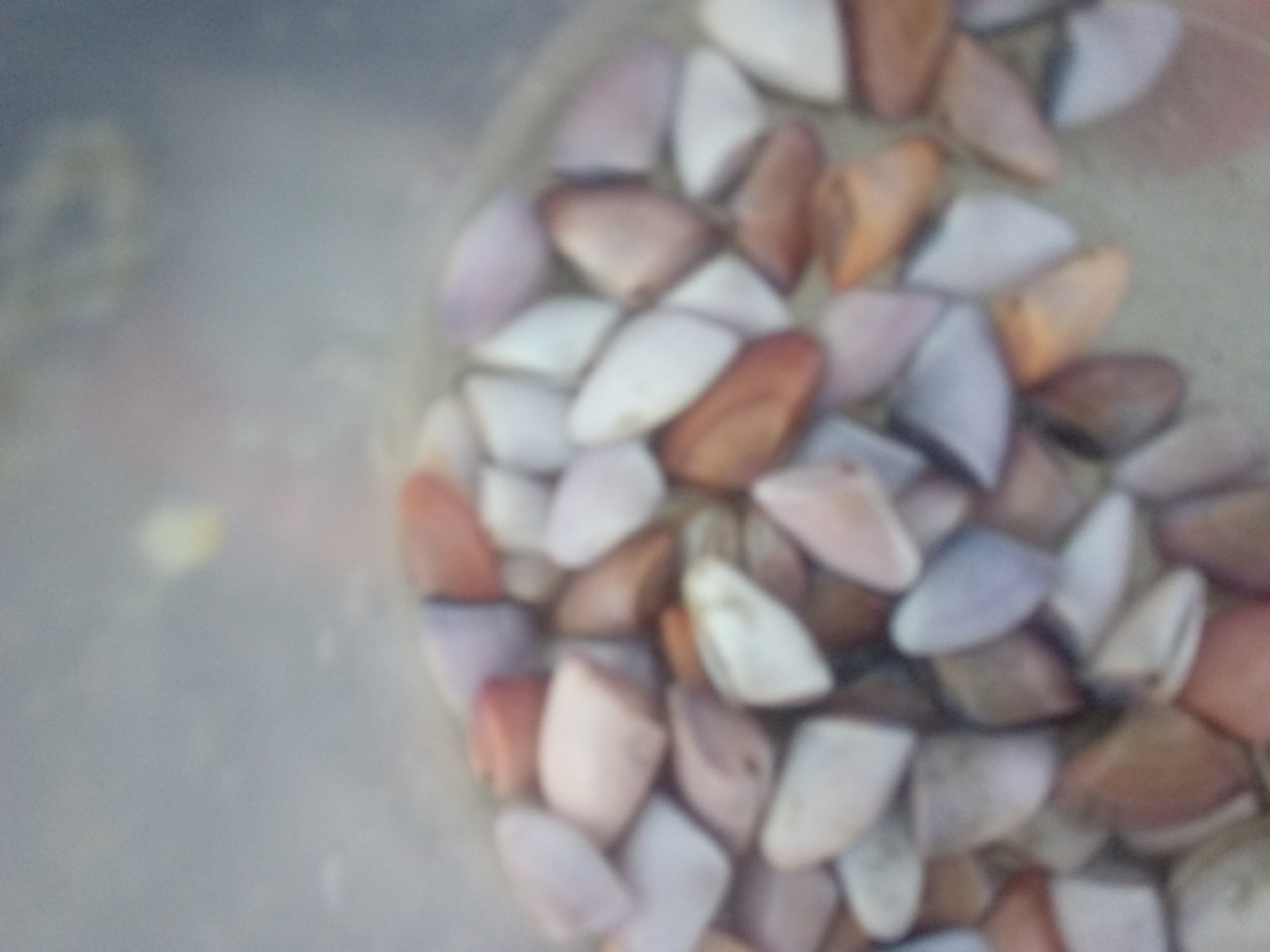 The image shows a collection of small, elongated seashells with varying colors (white, pink, brown, and purple hues) grouped together in a container. The image is blurry. There is no indication of Juan Griego, Venezuela, or any other specific location within the image. The image lacks any indications of people or actions.