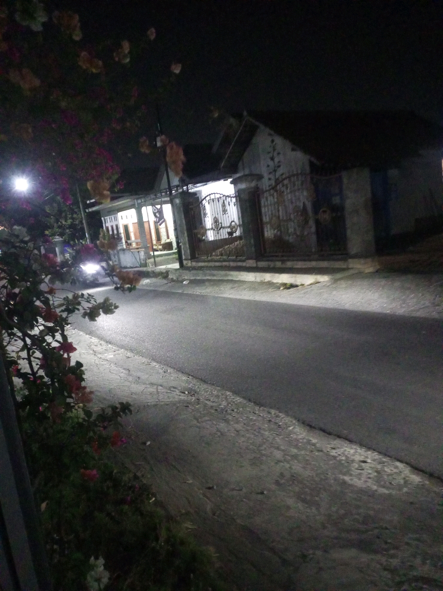 The image depicts a street scene at night in the city of Ngasem, Indonesia. A paved road occupies the foreground, with a textured concrete shoulder bordering it on the left. To the right of the road, a sidewalk or embankment is visible. A residential building with a dark roof and light-colored walls is situated across the street, featuring a decorative metal gate. The building appears to be illuminated from within. A street lamp is present on the left side of the road, casting light on the surrounding foliage. In the middle ground, a vehicle with its headlights on is approaching, and a ginger-colored cat is walking on the road in front of it. A cluster of flowering plants with pink and white blossoms is in the left foreground, partially obscuring the view of the street. The overall atmosphere is dimly lit and quiet, characteristic of a residential area at night.