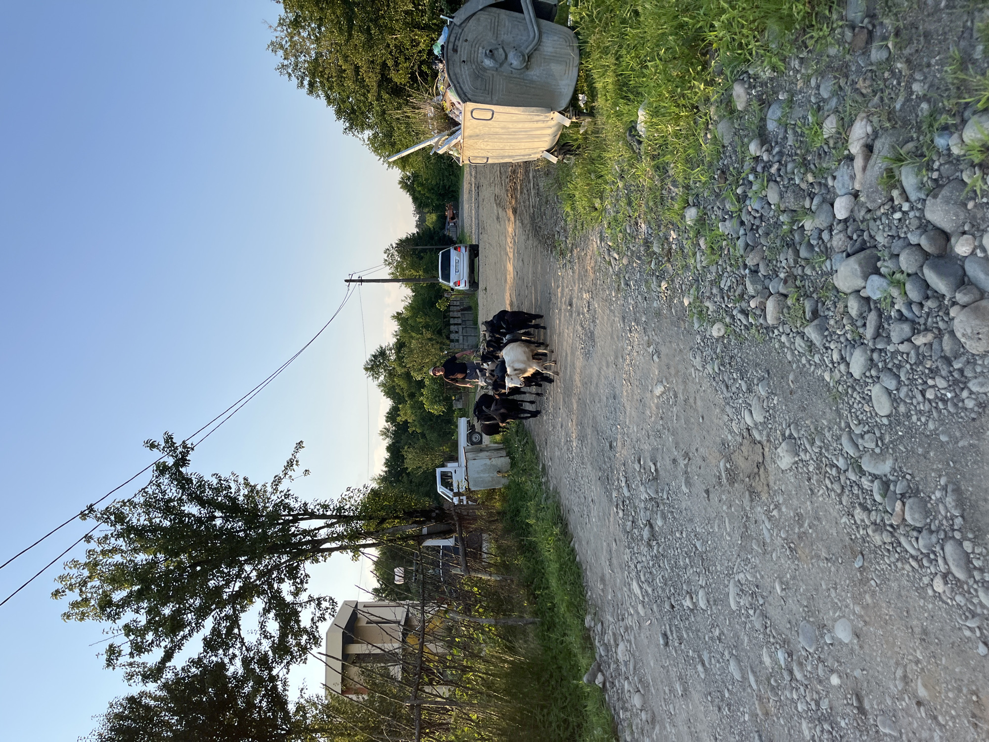 In Ureki, Georgia, a man wearing a cap and dark shirt walks behind a herd of approximately ten goats on a rural dirt road. The goats, varying in color from white to black, are clustered together and appear to be moving away from the viewer. The road is unpaved and covered with gravel and stones. To the left of the road, a wooden fence borders a property with lush green vegetation. A white building with a modern design and a dark roof is partially visible behind the fence. Further down the road, a white flatbed truck is parked. On the right side of the road, a large, weathered industrial dumpster overflowing with trash stands next to a grassy area. In the background, trees line the sides of the road, and a silver sedan is parked. The sky is clear and blue, indicating fair weather. Power lines stretch across the frame, supported by utility poles.