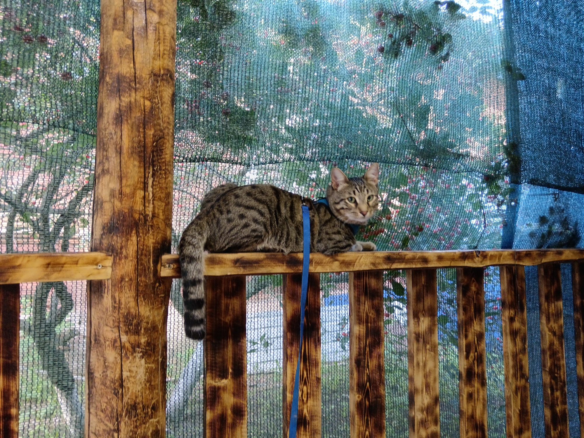 In Sorochinsk, Russia, a tabby cat with a blue harness and leash is perched on a wooden railing outdoors. The cat is positioned horizontally, facing the viewer, with its tail curled. Behind the cat, a green mesh netting is visible, with trees and foliage showing through, suggesting a natural or garden setting. The wooden structure appears to be part of a balcony or an outdoor enclosure, with vertical wooden slats forming a fence below the railing. The overall scene is outdoors, with natural light filtering through the netting and trees.