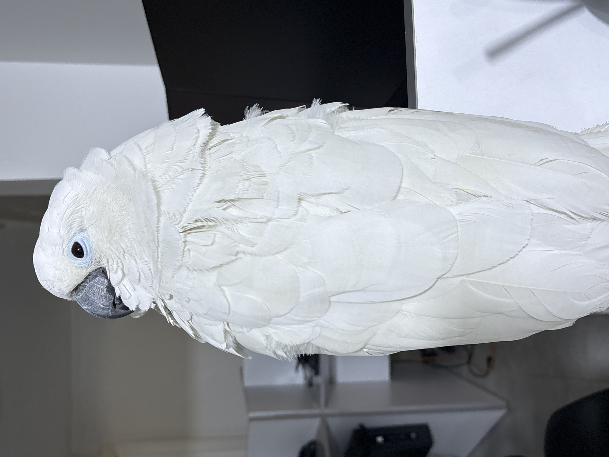 A white cockatoo is perched indoors. The background contains a white shelf and a black object. The location is not discernible from the image.