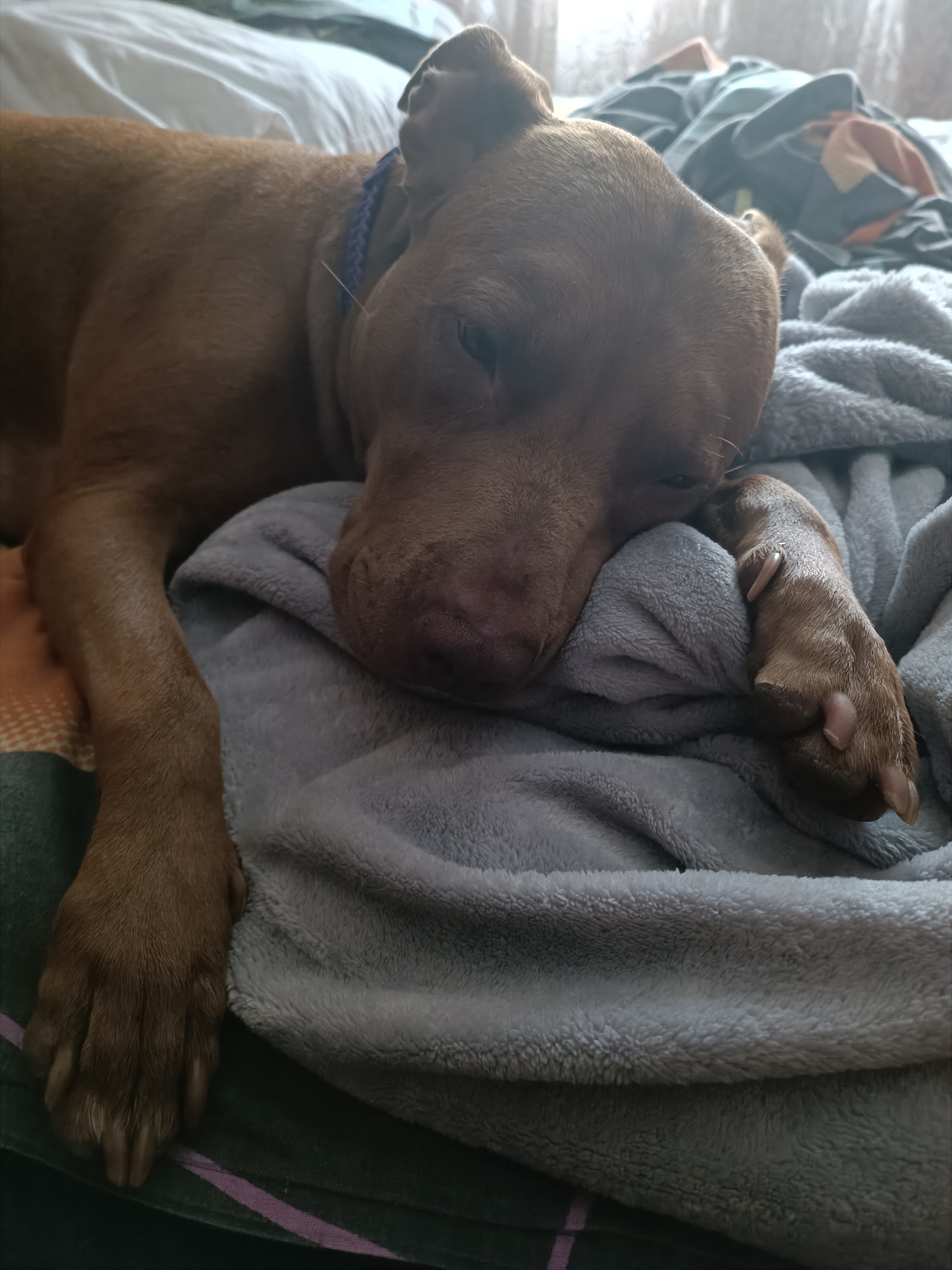 A brown dog with a blue collar rests its head on a gray blanket, appearing to be asleep. The dog is lying on a bed with white sheets and a patterned blanket in the background. The scene suggests a domestic indoor setting. No specific location in Zaporizhzhia, Ukraine, can be identified from the image.
