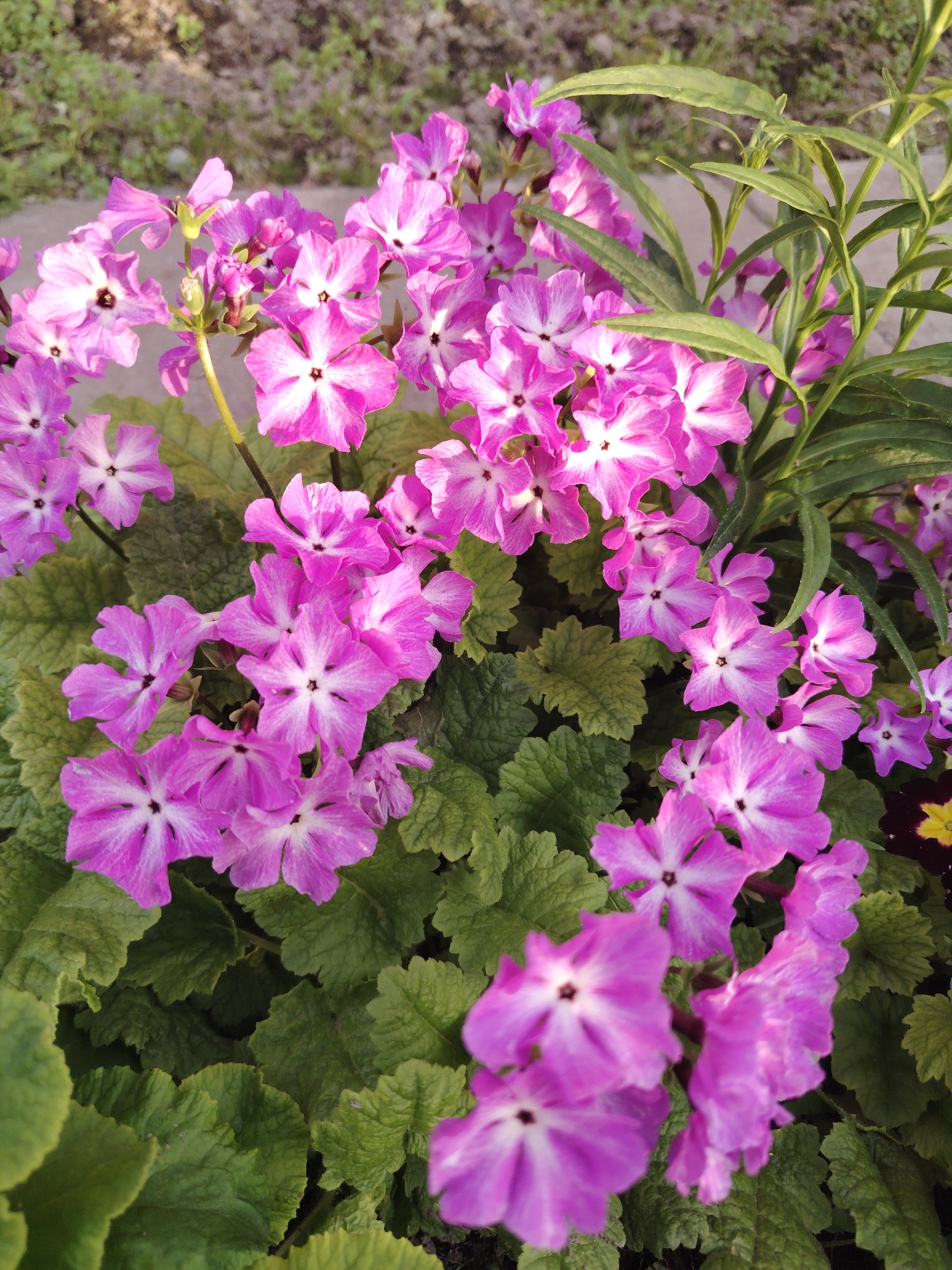 The image displays a cluster of vibrant purple-pink flowers with prominent white centers, resembling Primula, situated in Unknown, Unknown. Each flower exhibits five petals with white striations radiating from a dark central eye. These blooms are densely arranged above and between deeply veined, ruffled green leaves. In the upper right portion of the frame, taller, slender green foliage is visible. The background consists of out-of-focus green and brown elements, indicative of soil and distant vegetation in an outdoor setting. The scene is illuminated by natural daylight. No individuals or animate subjects are present.