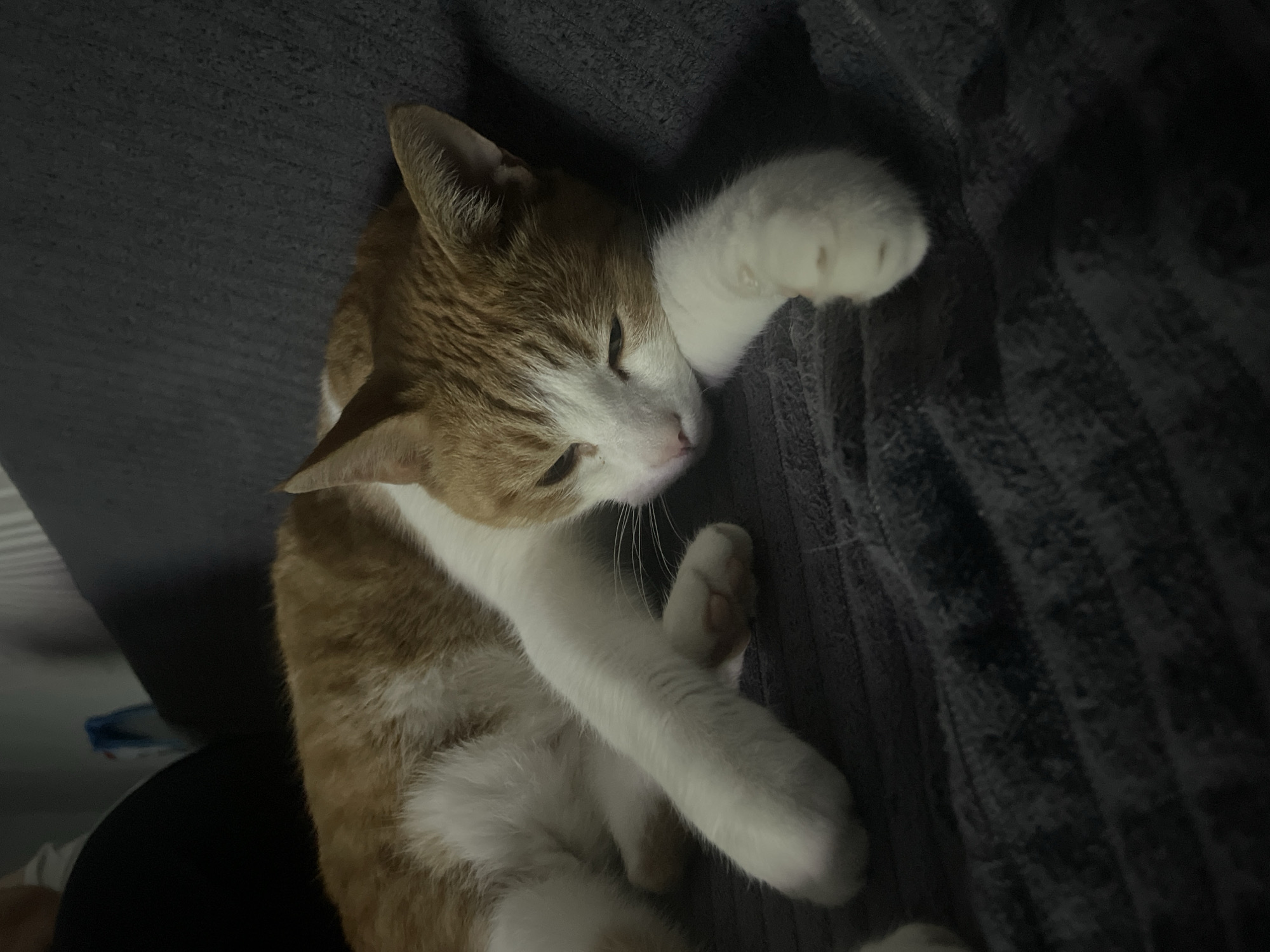 An orange and white cat is sleeping on a dark gray, textured surface, possibly a blanket or sofa. The cat is lying on its side with its head resting on one paw, its eyes are closed, and its expression is relaxed. The cat's fur is short and appears soft. The background is dark and out of focus, with some indistinct shapes visible. The image is dimly lit, suggesting it was taken indoors in low light conditions. The location is not visible in the image.