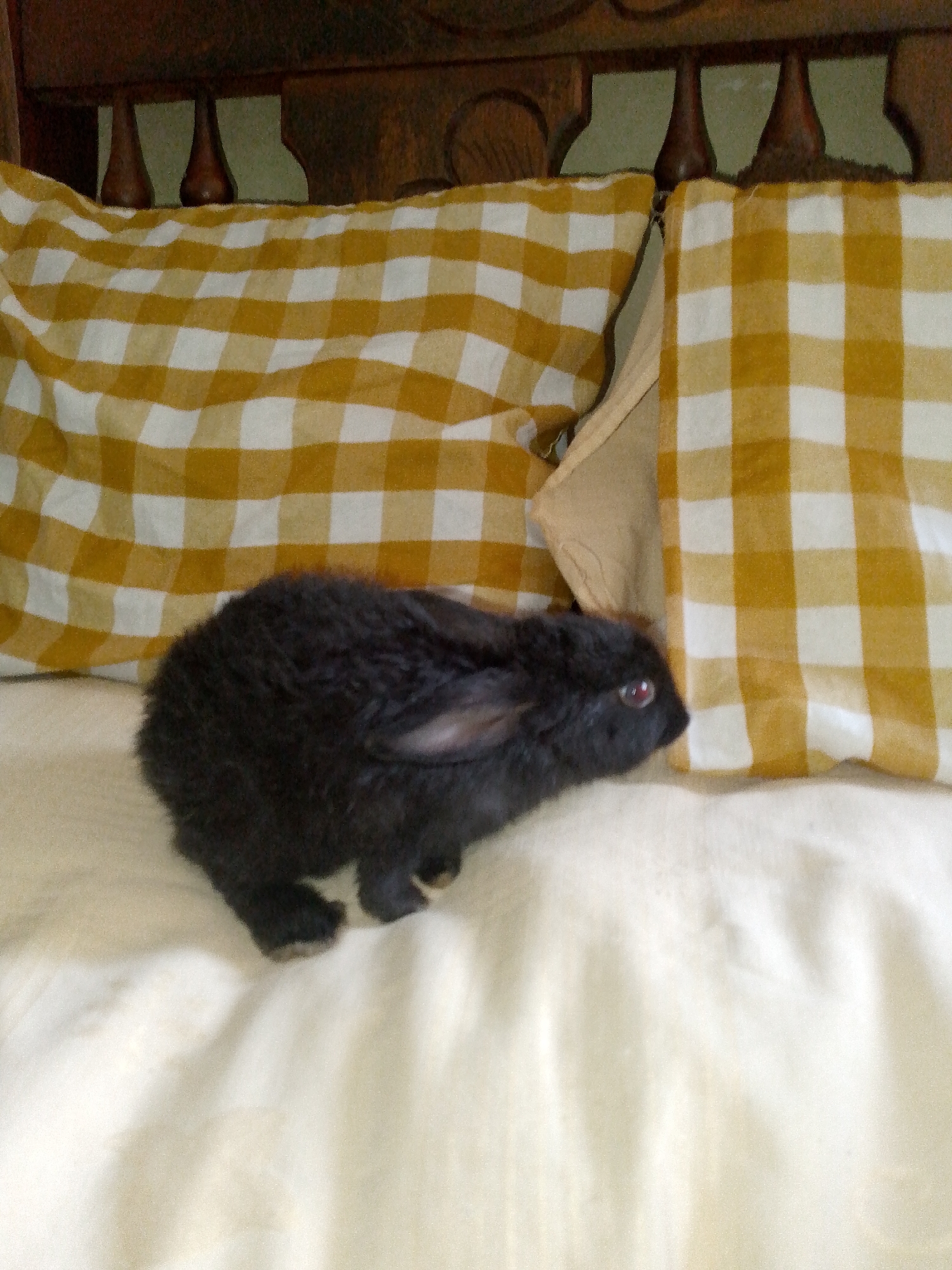 A black rabbit sits on a white blanket in front of two pillows with a yellow and white checkered pattern. The blanket and pillows are on a bed with a dark wood headboard. The location is not evident from the image.