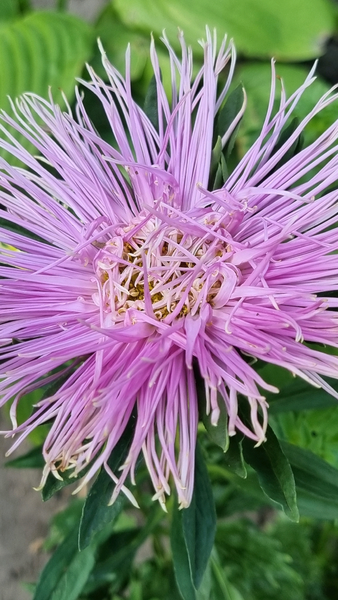 This is a close-up, vertical, eye-level shot of a vibrant pink aster flower. The flower is in sharp focus, with its delicate, needle-like petals radiating outwards from a central cluster of stamens. The stamens are a lighter shade of pink and pale yellow, with some appearing slightly dried or curled. The background is softly blurred, showing green foliage, suggesting an outdoor setting. The image does not contain any discernible elements that would allow for identification of a specific location within the city of Smila, Ukraine. There are no people, animals, or man-made structures visible. The overall impression is a detailed study of the flower's intricate structure.