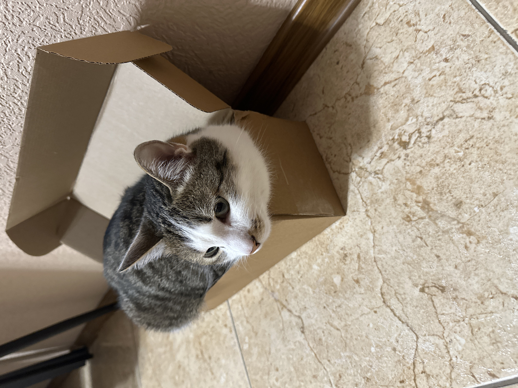 A medium-angle shot depicts a tabby cat with a white face, sitting inside a cardboard box. The box is tan in color and slightly misshapen. The background consists of a textured beige wall and a tiled floor of similar color, suggesting an interior setting. A dark, out-of-focus object is visible in the lower-left corner. The image's orientation is slightly tilted. No specific location in Krasnoyarsk, Russia, is discernable from the image.