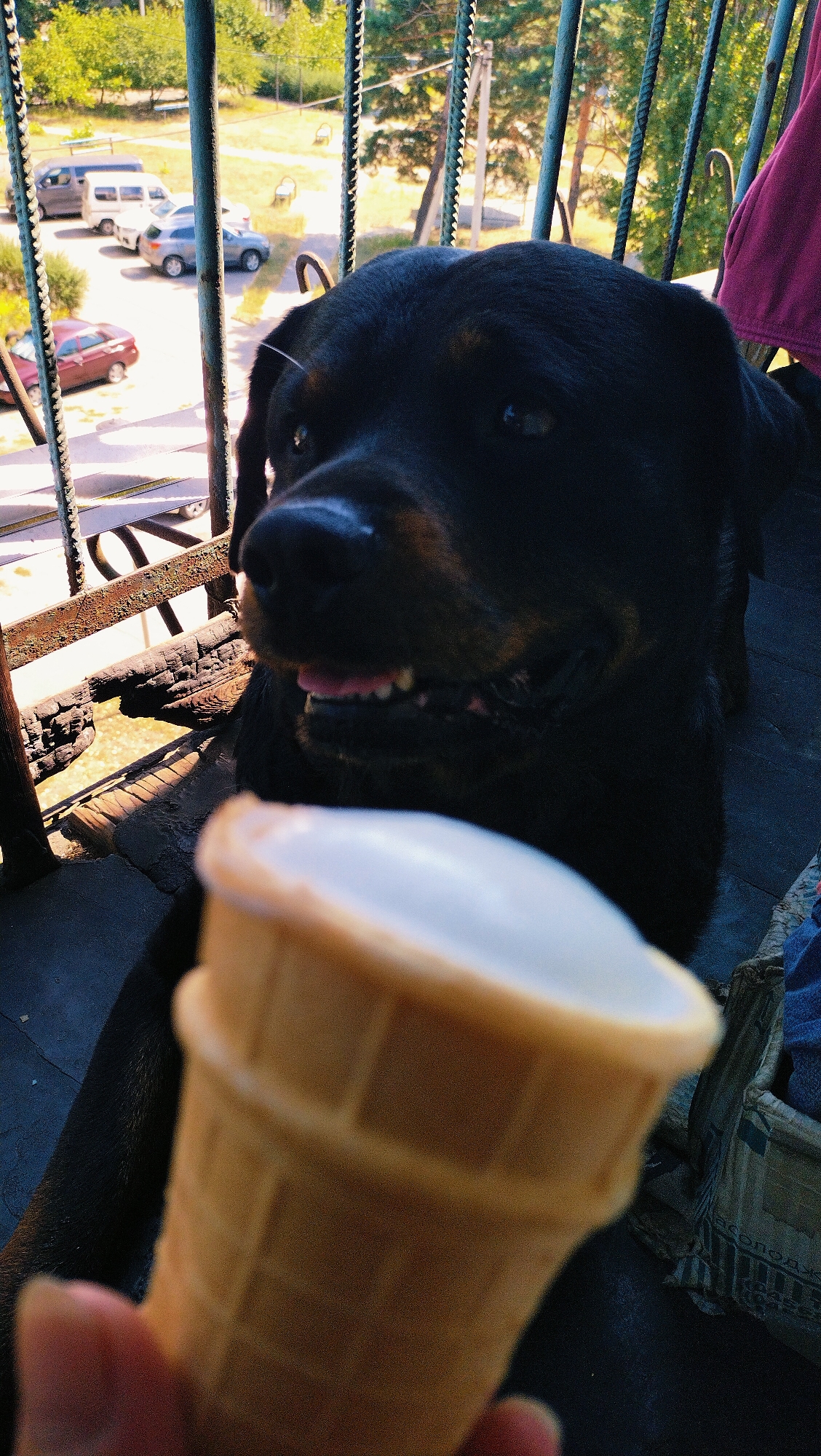 A Rottweiler dog is looking at an ice cream cone held by a person's hand. The dog's head is in focus, with its mouth slightly open, revealing its teeth and tongue. The ice cream cone is out of focus in the foreground. In the background, through a metal railing, cars are parked in an outdoor area, possibly a residential courtyard in Horishni Plavni, Ukraine. Trees and buildings are visible in the distance. The scene appears to be on a balcony or a similar elevated outdoor space.