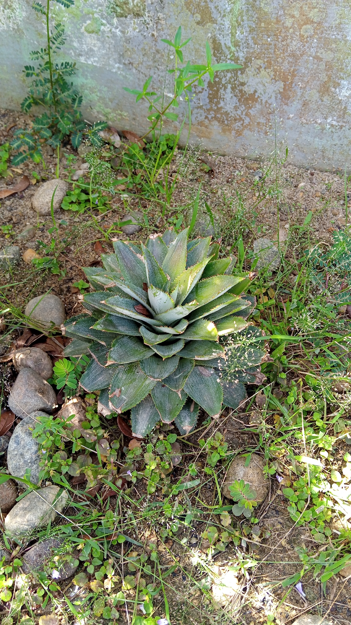 A close-up, eye-level, vertical shot captures a pineapple plant growing outdoors in Kebonbaru, Indonesia. The pineapple plant, the primary subject, is centrally located and appears healthy, with its distinctive spiky, green leaves spiraling upwards. The plant is surrounded by dry soil, scattered stones of various sizes, and sparse green weeds and grass. In the background, a weathered, textured wall, likely made of concrete, shows signs of age and possibly moss or lichen growth. Sunlight filters through the foliage, creating dappled shadows on the ground and highlighting the textures of the plant and its surroundings. No people or animals are visible in the frame.
