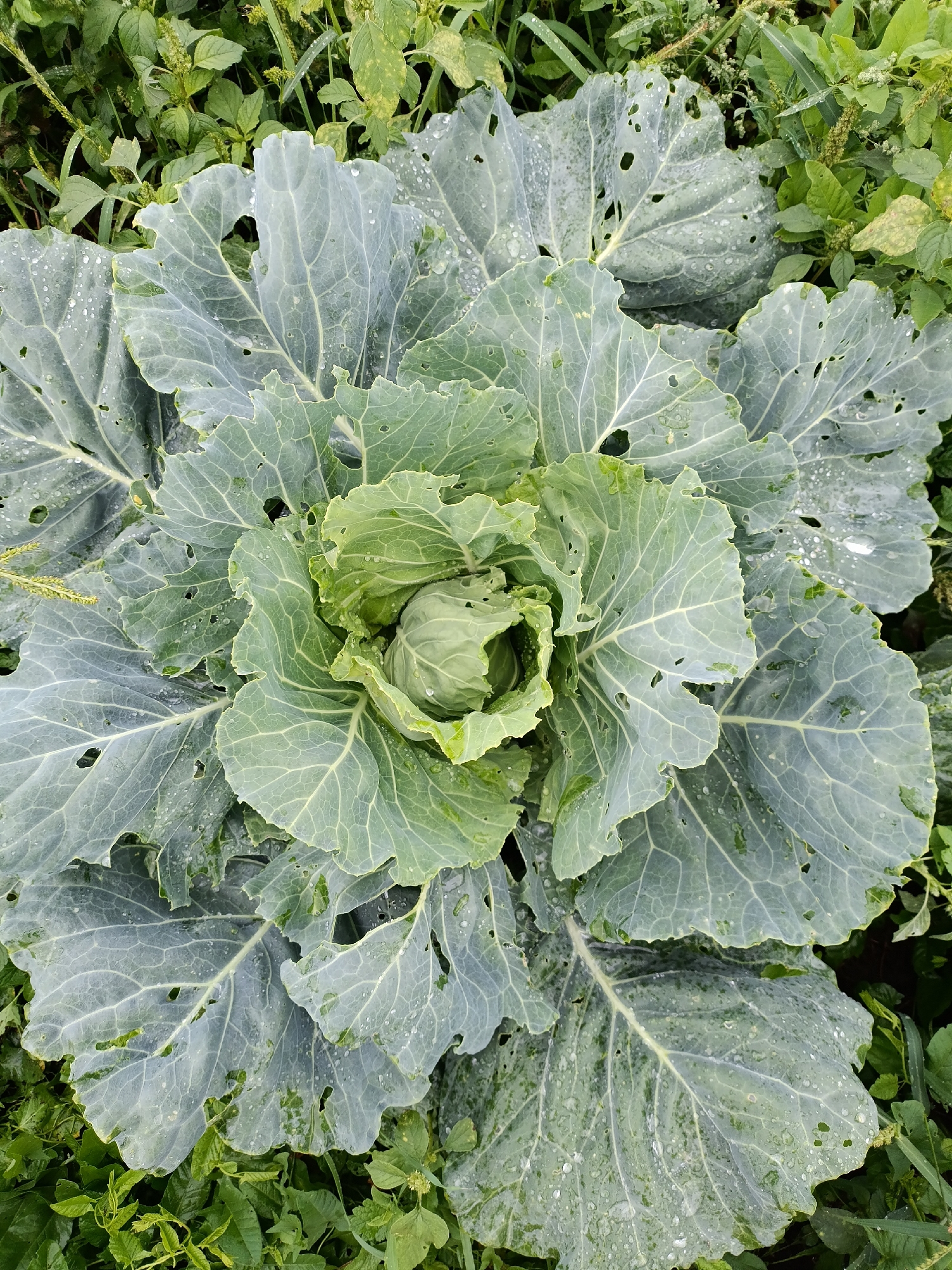 A top-down view shows a close-up of a cabbage plant in a garden. The cabbage head is tightly formed and light green. Large, grey-green outer leaves surround the head, many with holes from insect damage. Water droplets are visible on the leaves, suggesting recent rain or dew. The cabbage is surrounded by other green foliage and weeds. The image does not depict any people or any specific location within Yasnaya Polyana, Russia.