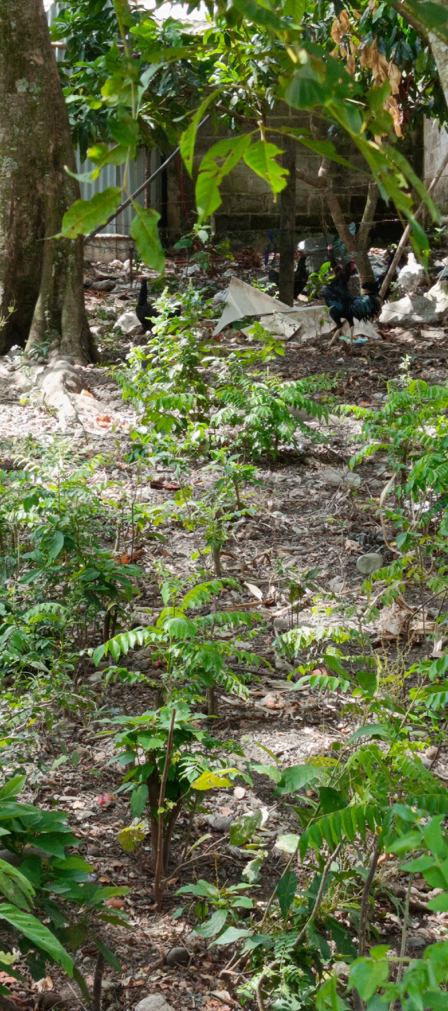 The image depicts an outdoor scene with several chickens and lush vegetation. In the background, a light-colored cinder block wall is visible, partially obscured by trees and foliage. A large tree trunk stands prominently on the left side of the frame, its bark textured and weathered. Scattered on the ground are brown leaves, small rocks, and what appear to be pieces of debris.
In the mid-ground, several chickens are present. One black chicken stands on the right side, facing left, with its tail feathers fanned out. To its right, a white chicken is visible. Further to the left, another black chicken is seen standing behind a cluster of green plants. A white, tarp-like object is also present in the mid-ground, behind the chickens.
The foreground is dominated by dense green foliage, with numerous plants and leaves, creating a natural and somewhat overgrown environment. The ground beneath the vegetation is a mixture of soil, fallen leaves, and small stones.
The scene is indicative of a rural or semi-rural setting, possibly a backyard or a natural area within a community. The presence of the cinder block wall suggests a developed area, while the abundant vegetation and free-roaming chickens point towards a less urbanized environment. The overall impression is one of a somewhat untamed, natural space with domesticated animals. The lighting suggests it is daytime, with sunlight filtering through the leaves.