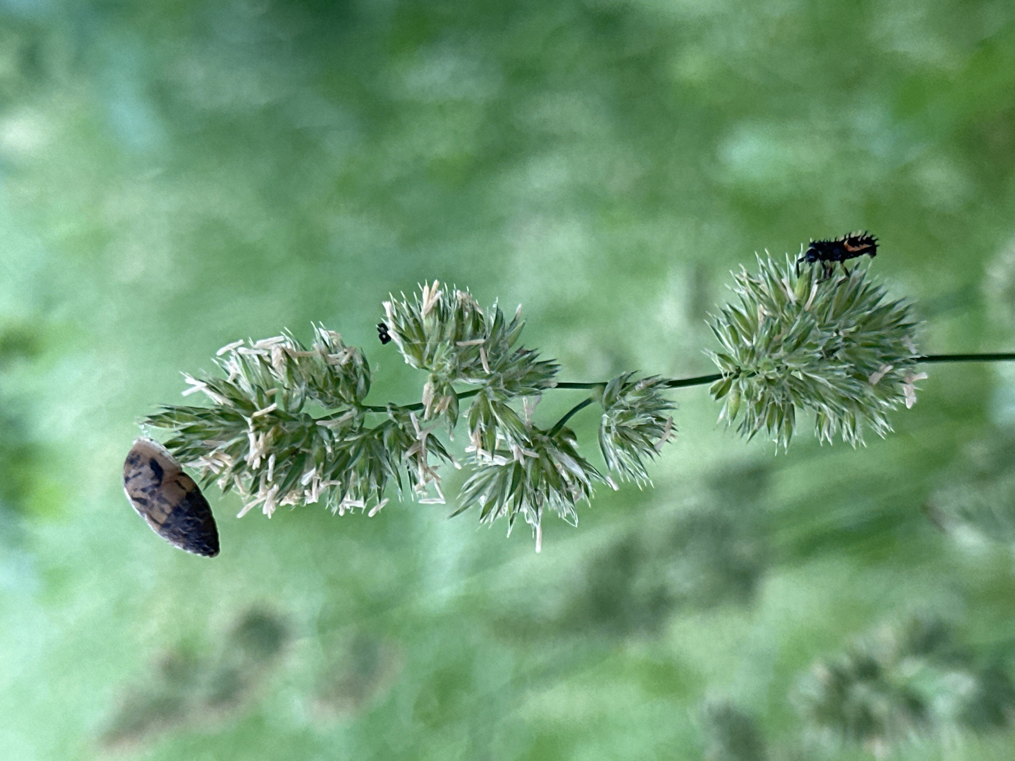 A close-up, vertical shot captures a grass seed head with two insects and a snail. The grass is a pale green with feathery seed structures. A snail with a brown and black patterned shell is perched on the topmost seed cluster, facing left. Below it, a small black insect is visible on another seed cluster. Further down the stem, a ladybug larva, black with orange markings and spiky protrusions, is clinging to a seed cluster. The background is a soft, out-of-focus blur of green, suggesting foliage.