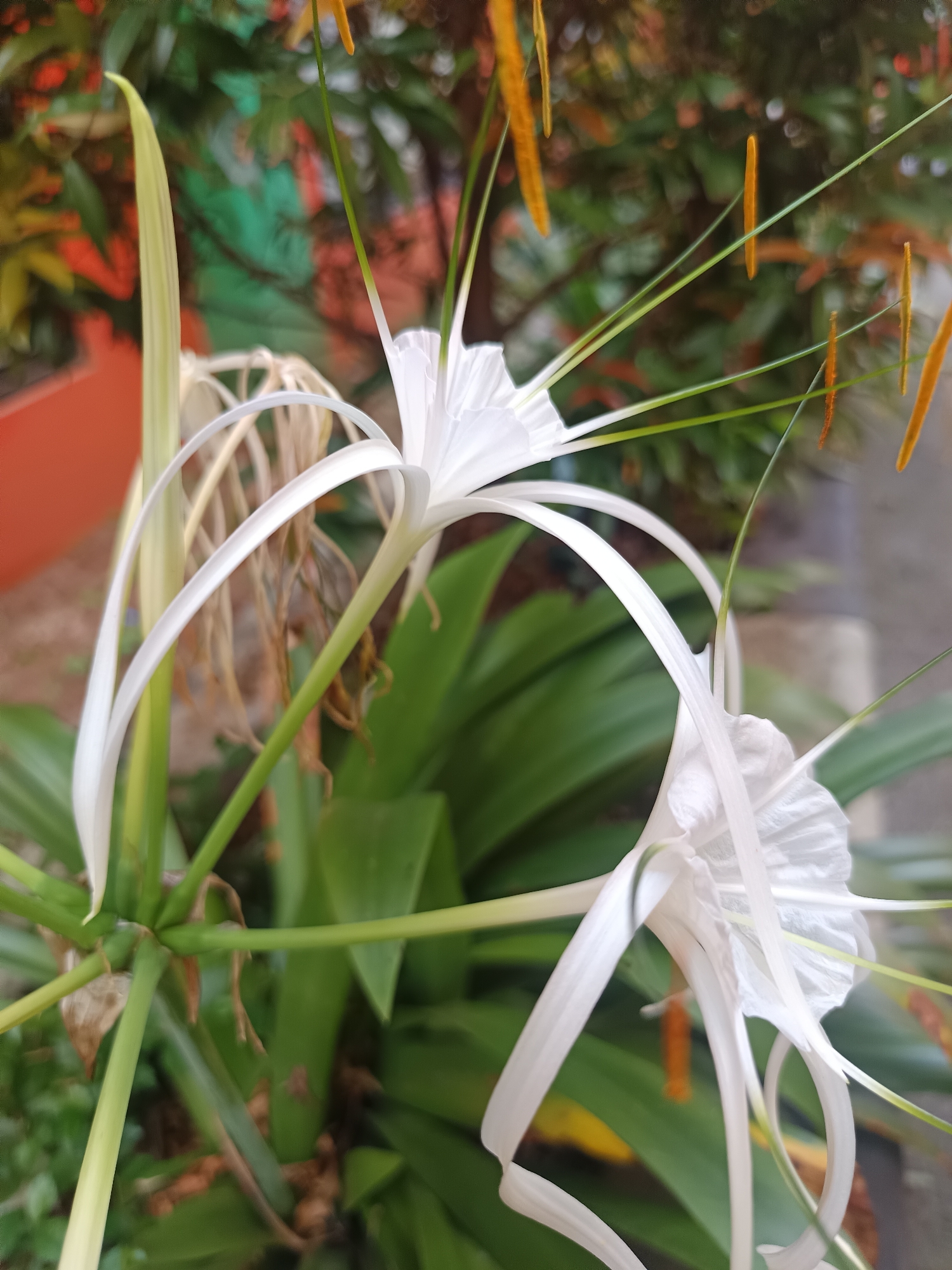 The image shows a close-up of two white spider lilies with long, delicate petals and thin, stamen-like filaments. The flowers are in focus against a blurred background of green foliage and some orange and yellow elements, possibly other flowers or painted surfaces. One flower is positioned slightly behind and to the right of the other. The leaves of the plant are a deep green, and some dried, brown parts of the plant are visible. The overall impression is of a garden or natural setting, likely in a tropical or subtropical region given the appearance of the flowers. The location is specified as Karangtengah, Indonesia, suggesting a potentially humid and warm environment conducive to this type of flora. No people or specific structures are visible in the image.