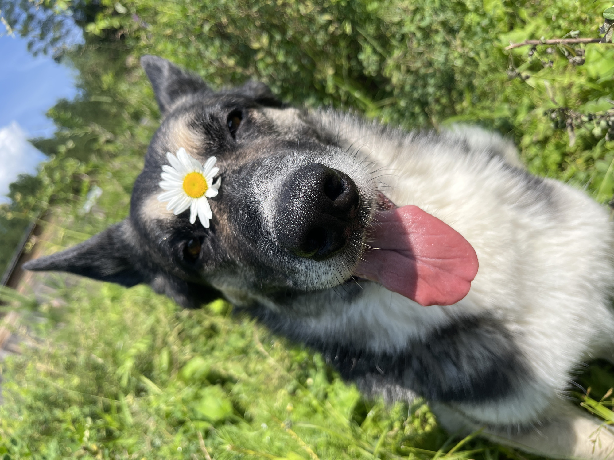 A close-up, slightly angled shot shows a dog lying on its back in the grass. The dog has a black, white, and grey coat and appears to be a husky or shepherd mix. A daisy with a yellow center and white petals is placed on its forehead, slightly to the left of its eyes. The dog's tongue is hanging out to the right side of its mouth, and its eyes are open, looking towards the camera. The background is filled with lush green grass and out-of-focus trees, suggesting an outdoor setting, likely a park or a field. The lighting indicates it is daytime, possibly mid-morning or afternoon, with bright sunlight filtering through the leaves, creating bokeh effects in the background. The overall mood of the image is playful and serene, with the dog appearing relaxed and happy. There is no visible text in the image.