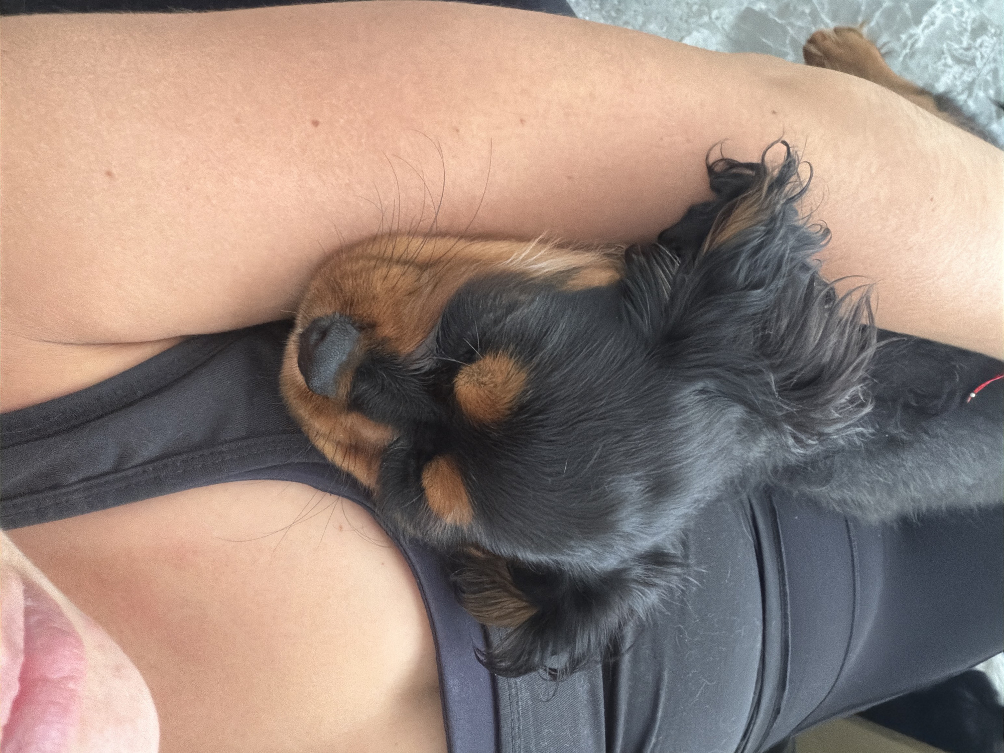 A close-up shot shows a black and brown Cavalier King Charles Spaniel dog sleeping on a person's lap. The person is wearing black clothing. The dog is lying sideways, with its head nestled against the person's body. A dog's paw is partially visible in the upper right corner. The setting or location in Puebla, Mexico is not evident from the image.