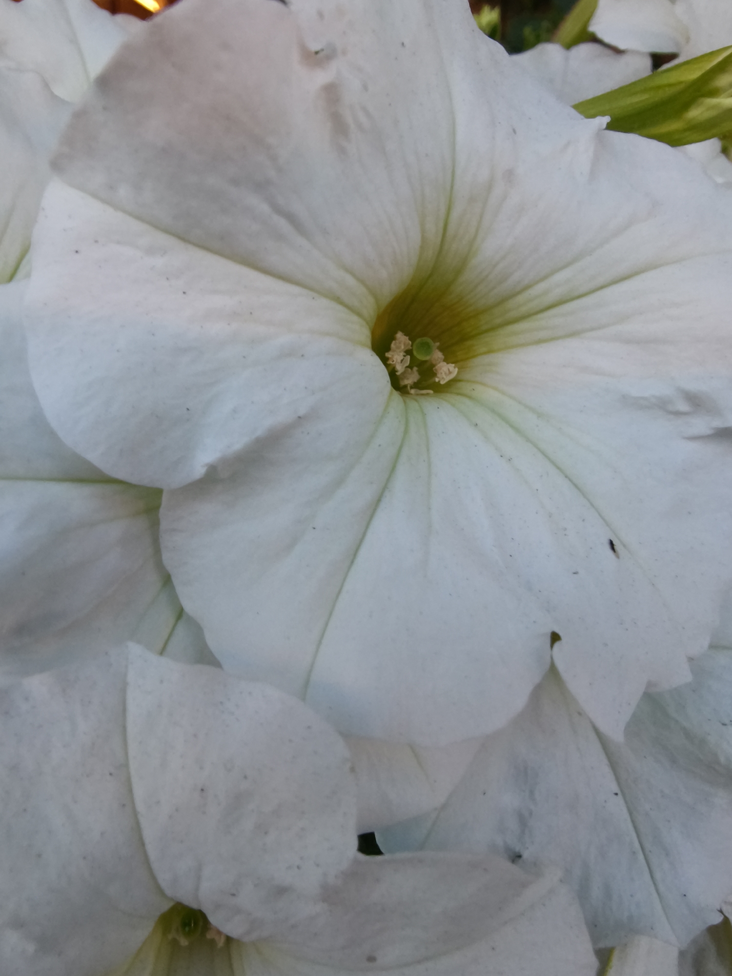 A close-up image shows a cluster of white petunia flowers. The flowers' petals are slightly wrinkled and display a funnel shape, leading to a pale yellow center where the stamens are visible. Small black dots are visible on the petals. The photograph does not provide enough information to determine the location in Kryvyi Rih, Ukraine, or any information about other subjects, objects, actions, interactions, or the environment.