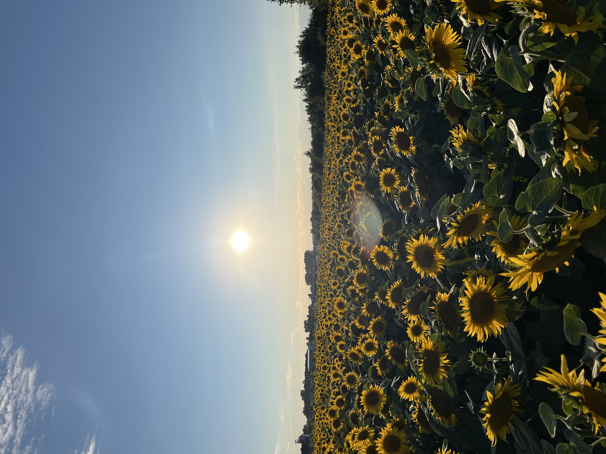 The image depicts a vast field of sunflowers under a clear blue sky with the sun shining brightly. The sun is positioned in the upper middle portion of the frame, casting a warm glow over the scene and creating lens flare. The sunflowers are predominantly facing the sun, their yellow petals vividly displayed against the deep green foliage. In the distance, a treeline and some buildings are visible on the horizon, suggesting a rural or suburban setting. The foreground features a closer view of some sunflowers, some of which are partially in shadow. There are no people or animals visible in the image. The overall impression is one of a beautiful natural landscape on a sunny day.