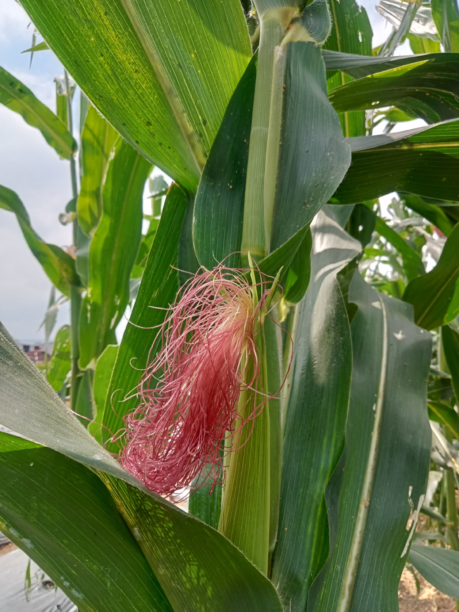 A close-up, low-angle shot captures a developing corn cob, identifiable by its vibrant pink silks, nestled within the lush green leaves of a corn stalk. The silks, delicate and numerous, create a soft, feathery texture against the firm, cylindrical husk of the immature corn. The leaves, broad and ribbed, fan out from the stalk, with some showing slight signs of wear, such as small holes or blemishes. The lighting suggests it is daytime, with the sun casting shadows and highlighting the textures of the plant. In the background, out of focus, hints of a cultivated field are visible, with what appears to be the edge of a plastic mulch covering and distant structures, possibly agricultural buildings or homes, under a bright, slightly overcast sky. The scene is likely located in a rural agricultural area, consistent with a farm in Pancurwening, Indonesia, where corn cultivation is common. There are no people or animals visible in the image.