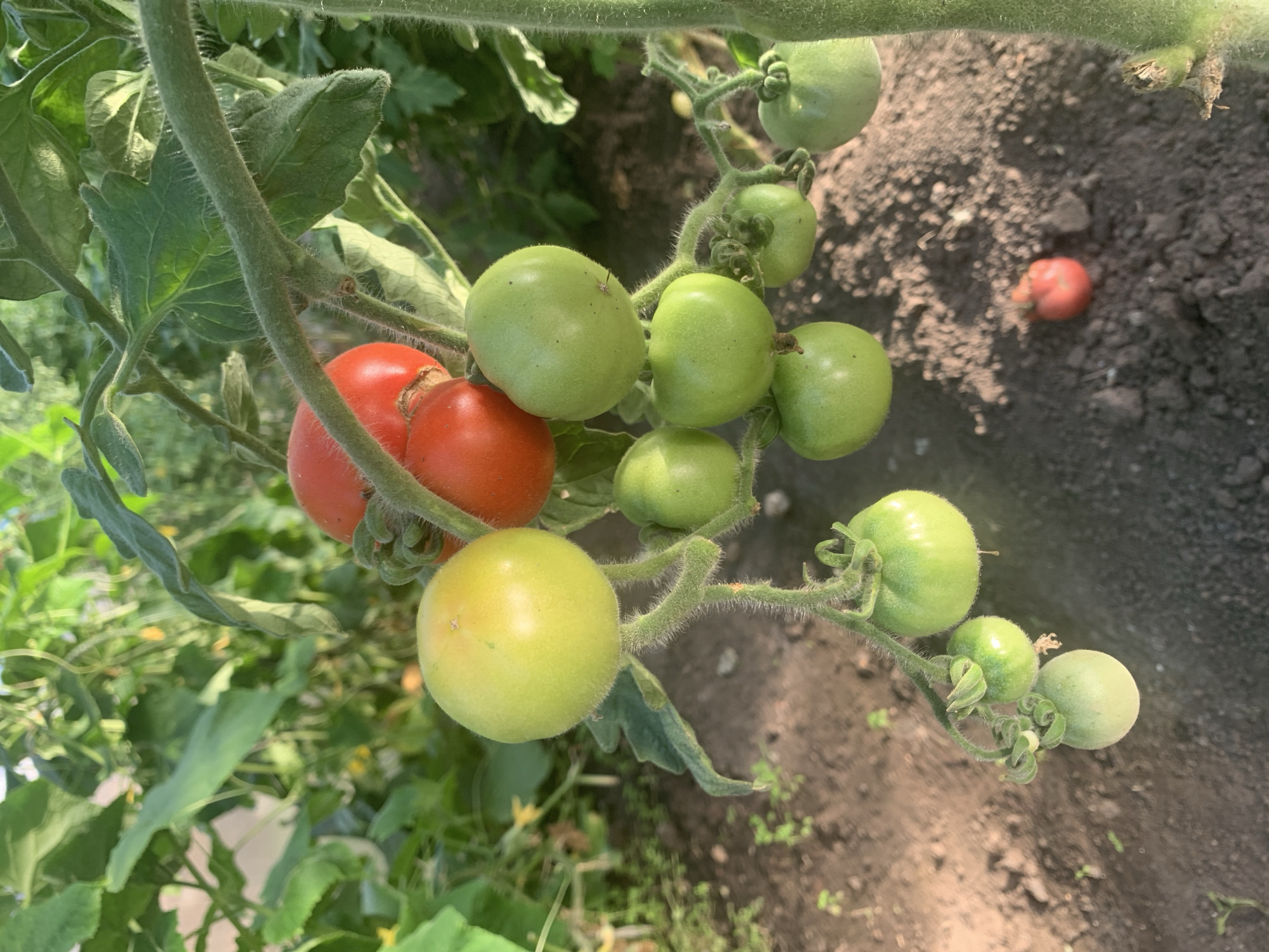 In Яманово, Russia, a close-up shot captures a tomato plant laden with ripening fruit. Several green tomatoes are clustered together on a branch, with some beginning to show a blush of yellow. Two ripe red tomatoes hang prominently, nestled amongst the green. The plant's stem and leaves are visible, covered in fine, fuzzy hairs. The background consists of soft, out-of-focus greenery and brown soil, suggesting an outdoor garden setting. A single, small, red tomato lies on the ground near the base of the plant.