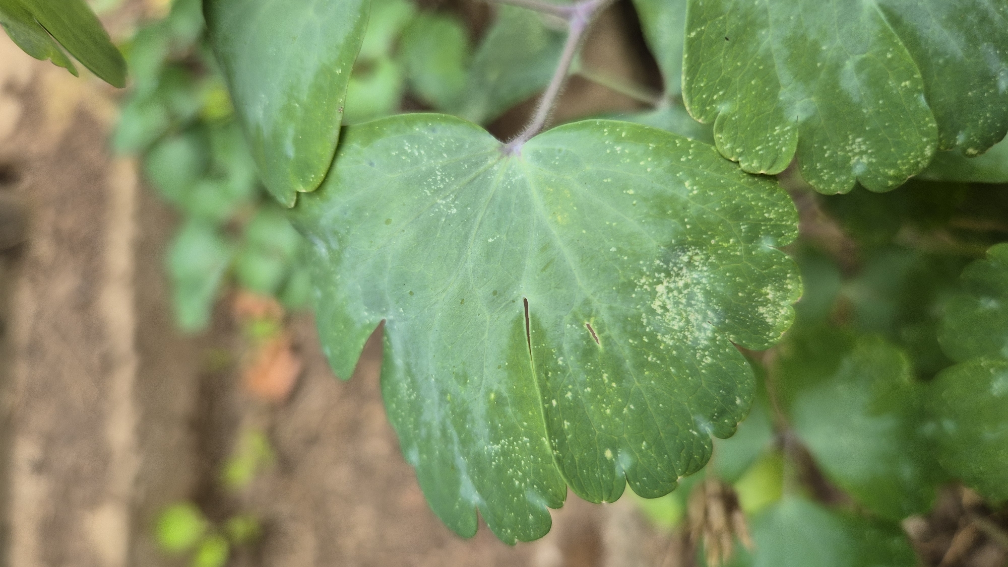 A close-up, eye-level shot focuses on a green leaf with white, powdery spots, possibly indicative of a fungal infection or pest infestation. The leaf has a lobed edge and a prominent central vein. Other green leaves and stems are visible in the background, out of focus. The ground, a mixture of brown soil and possibly mulch, is also blurred. The image was taken in Doirentsi, Bulgaria.