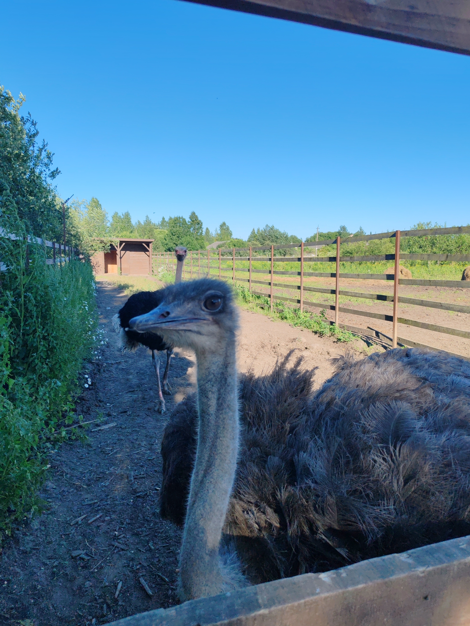 In Lukaši, Russia, a close-up shot captures two ostriches in an outdoor enclosure under a clear blue sky. The foreground is dominated by the head and neck of a large ostrich, its grey, downy feathers and alert eye facing the camera. Behind it, a second ostrich, primarily black, stands partially obscured, its long neck extended. The birds are positioned on a dirt path lined with lush green foliage on the left and a wooden fence on the right. In the mid-ground, a small wooden structure with a peaked roof sits near the fence. The background reveals more of the fence and distant trees, suggesting a rural or semi-rural setting.