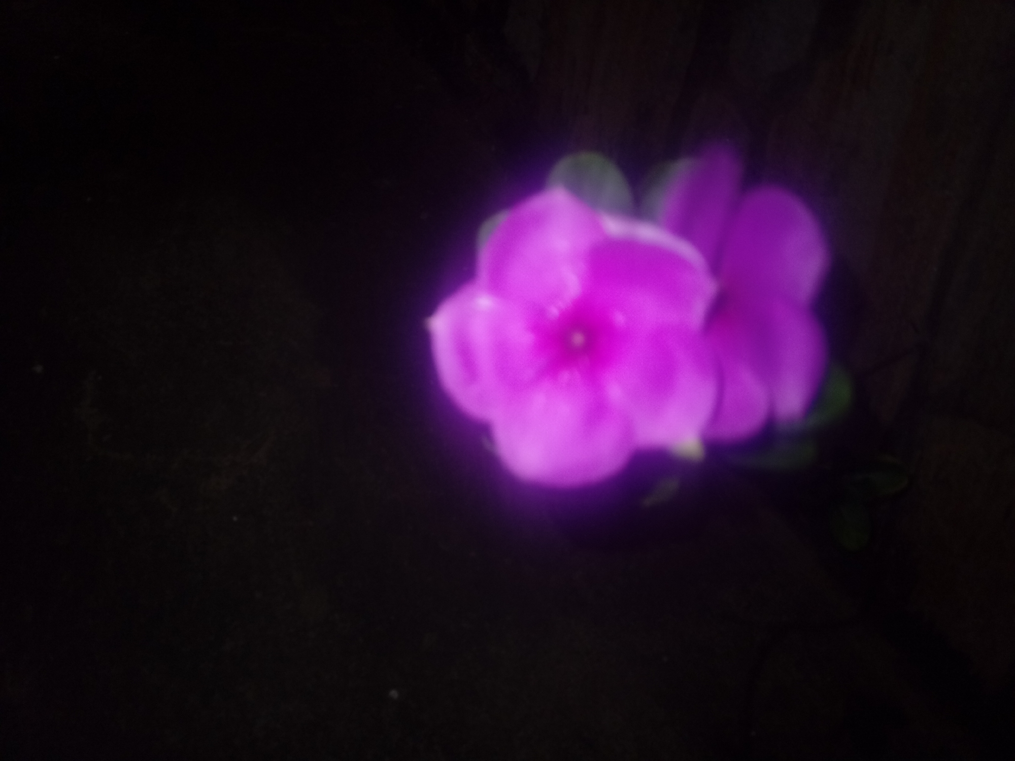 The image shows two purple flowers in dim lighting. The background is dark and out of focus. The flowers are positioned towards the upper right of the frame, with some green leaves visible. The image appears to be taken indoors. There is no information in the image to suggest a location in the city of Juan Griego, Venezuela, or any other specific place. There are no people visible in the image, nor is there enough information to determine interactions. The image appears to be a photograph of a flower.