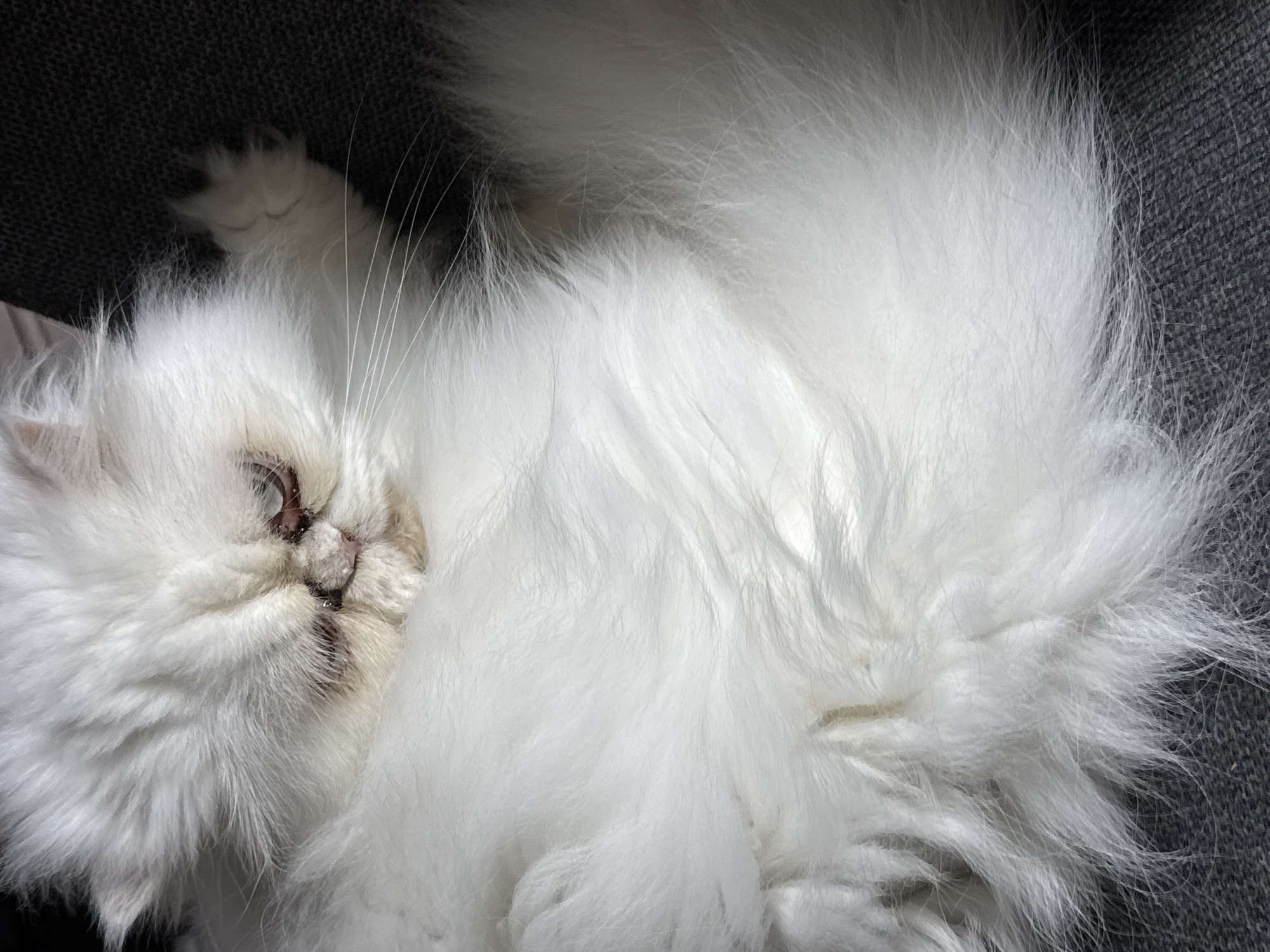 A white Persian cat is lying on a gray surface, possibly a sofa or chair. The cat is in a relaxed posture with its head and paws visible. The cat's fur is long and fluffy. The location is unknown and cannot be identified as Burgas, Bulgaria, based on the image.