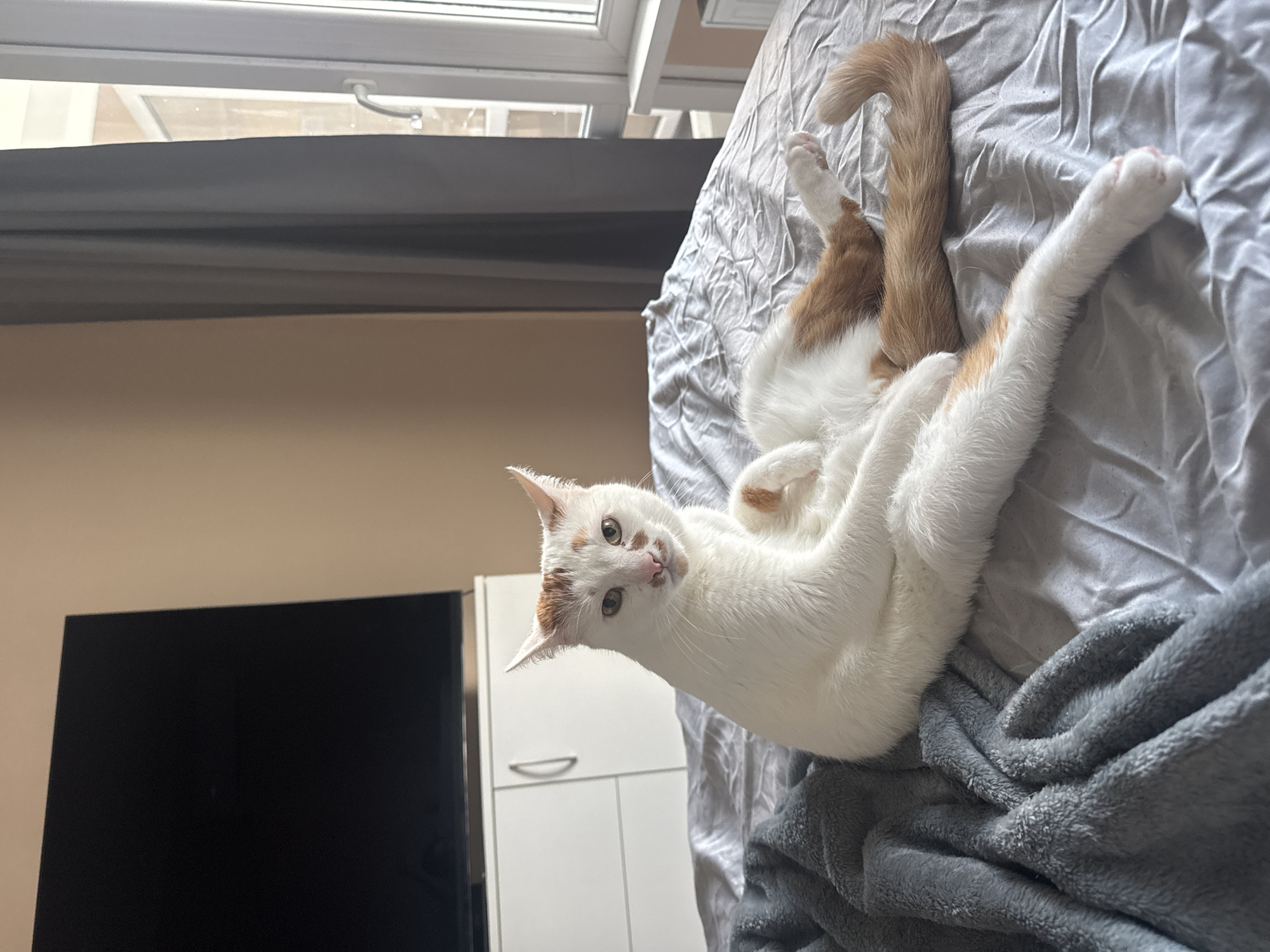 The image captures an indoor scene within a bedroom located in the city of Sofia, Bulgaria. The primary subject is a domestic cat, predominantly white with distinctive orange-ginger patches on its head, ears, and back. The cat is seated upright in a human-like posture on a light grey, wrinkled fitted bedsheet, facing the viewer directly with a neutral expression. Its hind legs are extended forward, and its tail, marked with orange, is curled on the bed. A dark grey, fuzzy blanket is partially visible on the left side of the bed. In the background, to the left of the cat, a large black flat-screen television rests on a white two-door cabinet featuring two horizontal silver handles, positioned against a plain beige wall. To the right of the cat, a white-framed window, partially obscured by a dark grey curtain, reveals an indistinct urban exterior and includes a silver handle on its frame. A white radiator is visible beneath the window. Natural light illuminates the room from the right.
