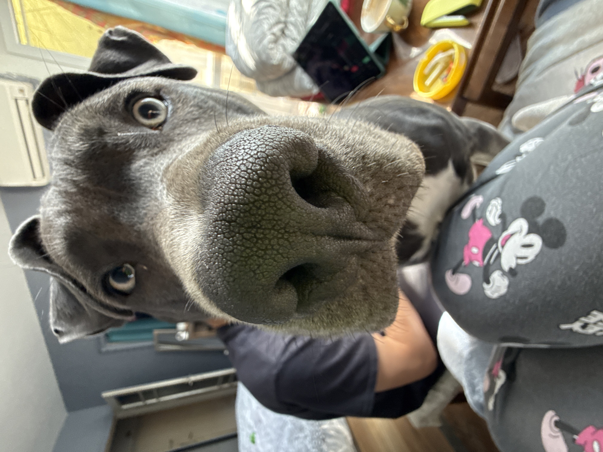 A gray-coated dog with a large, textured nose dominates the frame in an extreme close-up. The dog's eyes are wide, and it appears to be wearing a small, dark hat. A person wearing a dark gray t-shirt is holding the dog. The person is seated, and a black cushion with a Mickey Mouse print is nearby. In the blurred background, a yellow container and a tablet can be seen on a wooden surface. The environment also includes a window, a radiator, and a white cloth. The location is unknown, Varna is not evident.