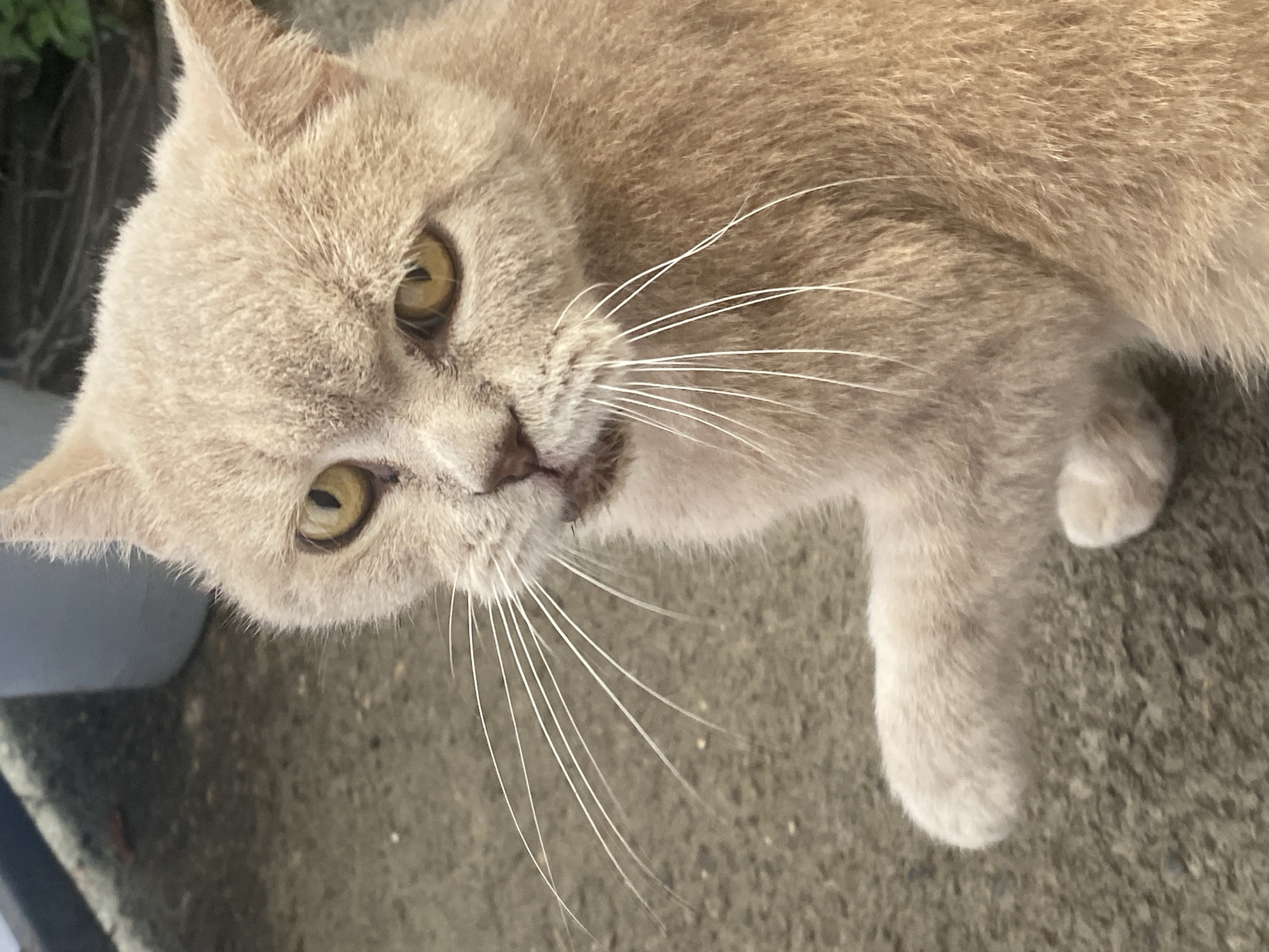 A light peach-colored cat with bright yellow eyes is looking directly at the camera, with its left paw raised slightly. The cat's fur is short and appears soft. Its whiskers are long and white, fanning out from its muzzle. The cat's mouth is slightly open, revealing a hint of its tongue. The background is out of focus, showing a grey, concrete-like surface, possibly a sidewalk or ground. In the upper left corner, a portion of a grey cylindrical object and some green foliage are visible. The image is a close-up shot of the cat's face and upper body, suggesting it was taken outdoors in an urban or suburban setting. There is no information in the image to suggest a specific location in Maykop, Russia.