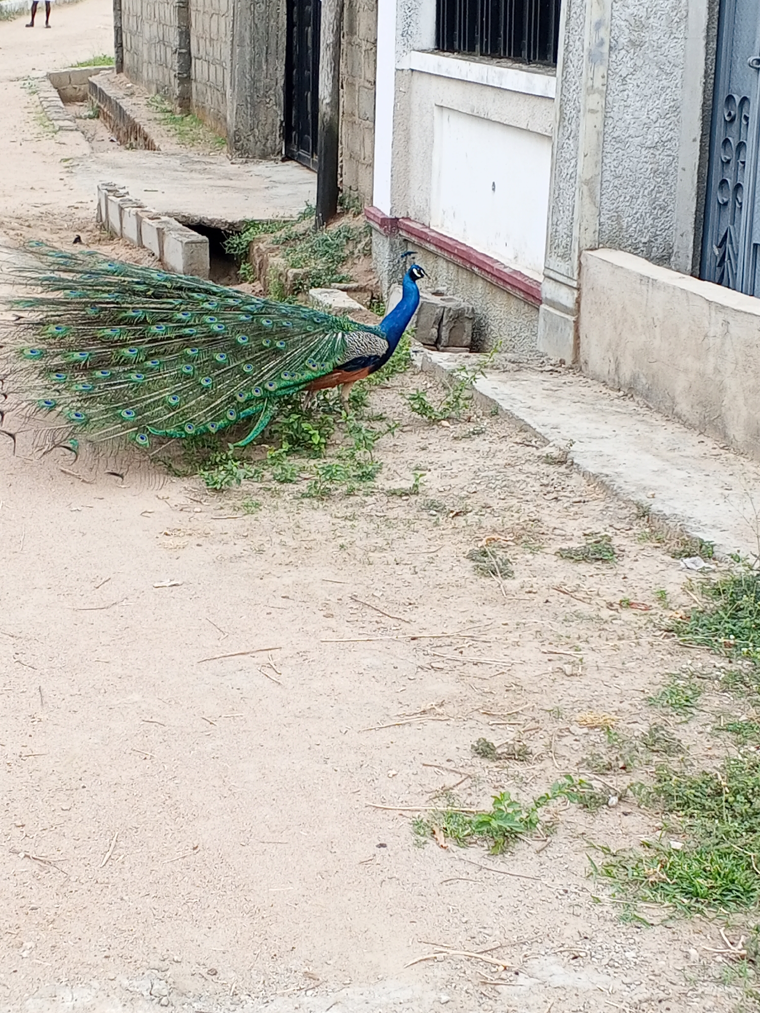 A peacock is standing on a dirt path with its tail feathers displayed. The path is adjacent to a building with a light-colored exterior and a gray concrete foundation. There are patches of green vegetation interspersed on the path. The image was taken in the city of Adonkolo, Nigeria.