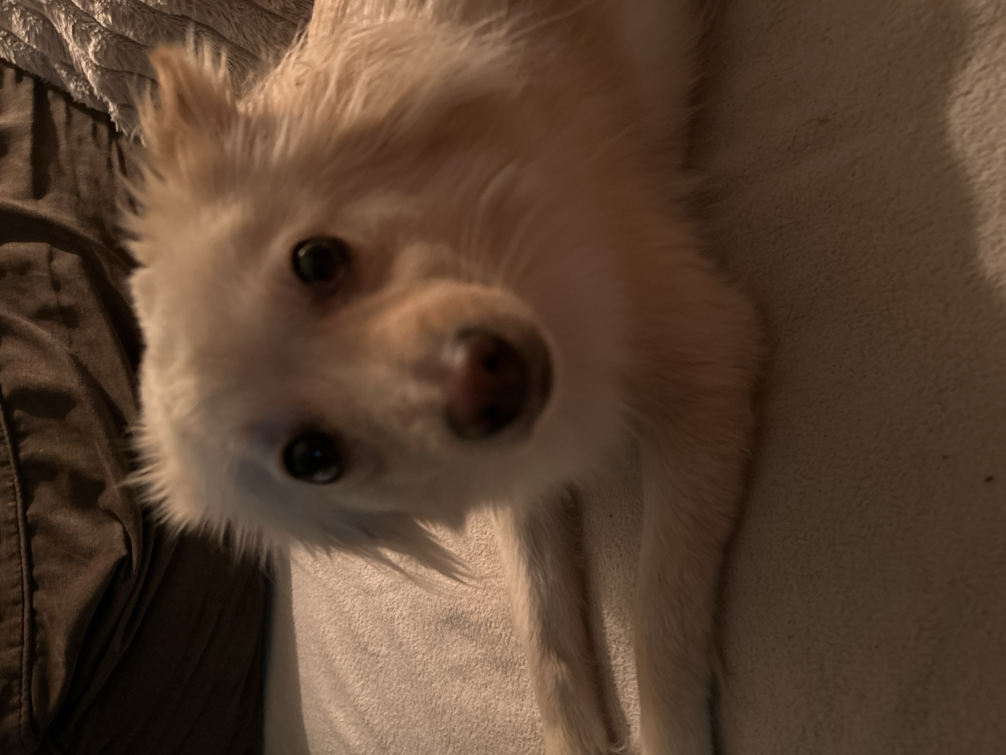 The media file features a close-up, angled shot of a small, fluffy, light-colored dog. The dog's face is the primary subject, with its eyes and nose in focus, while the rest of its body and the surrounding environment are slightly blurred. The dog appears to be lying down on a soft, textured surface, possibly a blanket or a sofa, which is light beige in color. To the left of the dog, a portion of a darker, possibly brown fabric is visible, showing some texture and stitching, suggesting it could be furniture or clothing.
The lighting in the image suggests it might be indoors, possibly in the evening or a dimly lit room, as there are soft shadows and a warm tone to the overall illumination. The dog's expression is hard to discern due to the close-up and angle, but its eyes are looking towards the camera, giving a sense of engagement.
There is no visible text in the media file. The scene is domestic and intimate, focusing on the dog as the central element. The context provided, Sofia, Bulgaria, does not offer specific visual cues within the image itself.