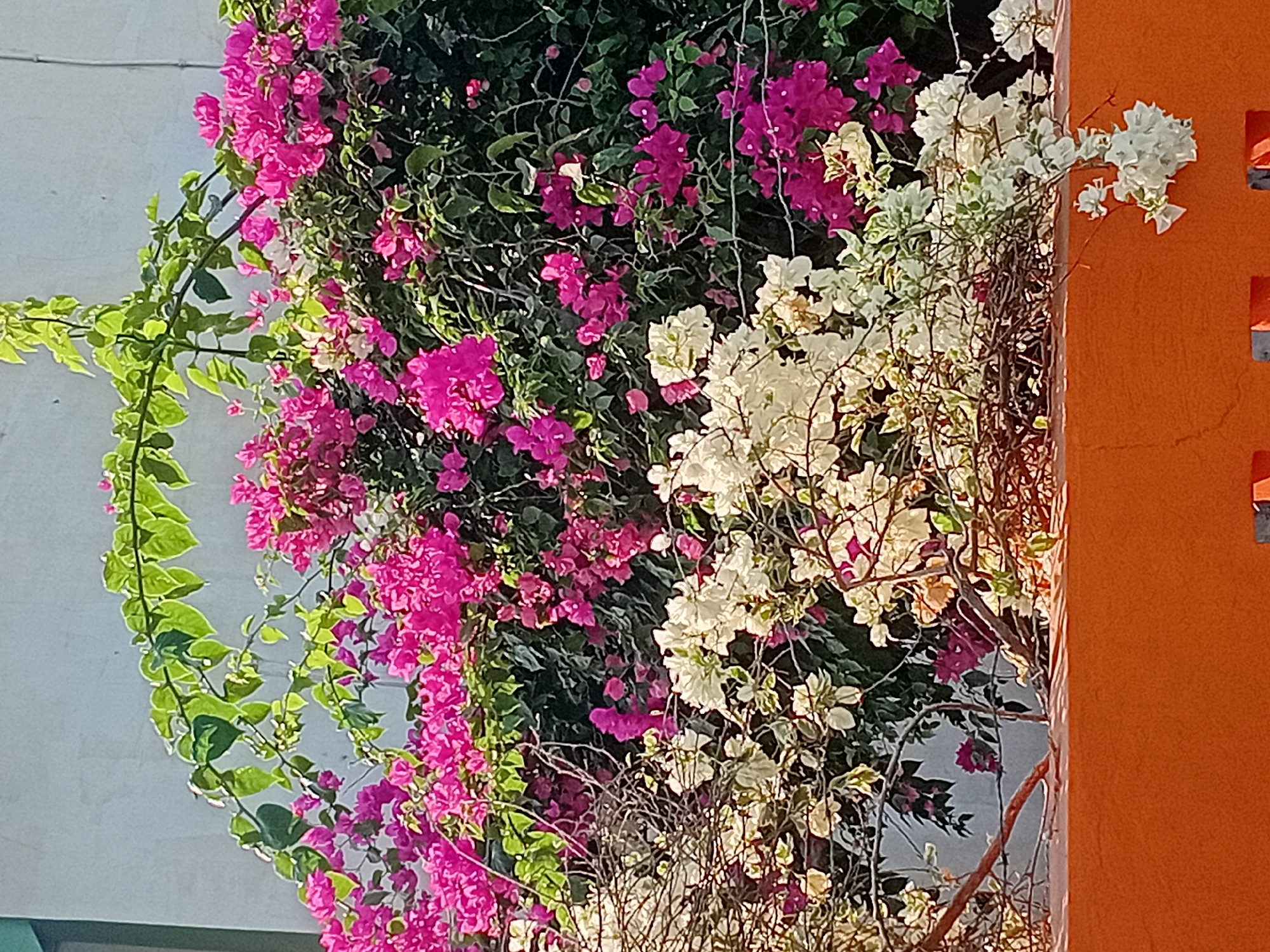 In the city of Padurenan, Indonesia, an outdoor scene features a vibrant bougainvillea bush against a light-colored wall. The bush exhibits a dense growth of colorful bracts, predominantly in shades of bright pink and white, with some interspersed green foliage. The flowers are clustered along woody stems and vines, some of which arch over the top of the bush. In the foreground, an orange wall with a rough texture forms a base for the greenery, and a partial view of some metal fence posts is visible at the bottom. The lighting suggests it is daytime, with sunlight casting shadows and highlighting the textures of the flowers and the wall.