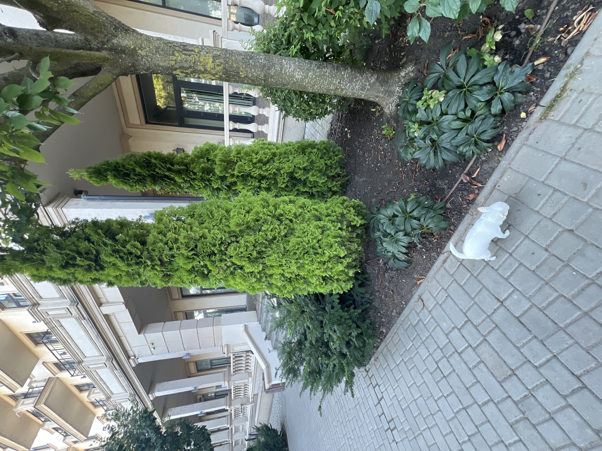 A small, white dog walks on a grey brick sidewalk next to a garden bed in front of a modern building. The garden bed contains several evergreen shrubs and a tree with textured bark. The building has a light-colored facade with columns and balconies. In the background, there are windows and railings. The scene is likely a residential or commercial area in Fontanka, Ukraine, on a clear day.